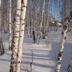 Зимние прогулки по СНТ "Лесная поляна"