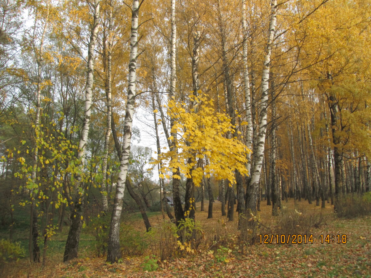 Неслышен невесом слетает желтый. Берез слетает желтый лист. Фото осенний лес Калуги. Фото осень лес Калуга октябрь.