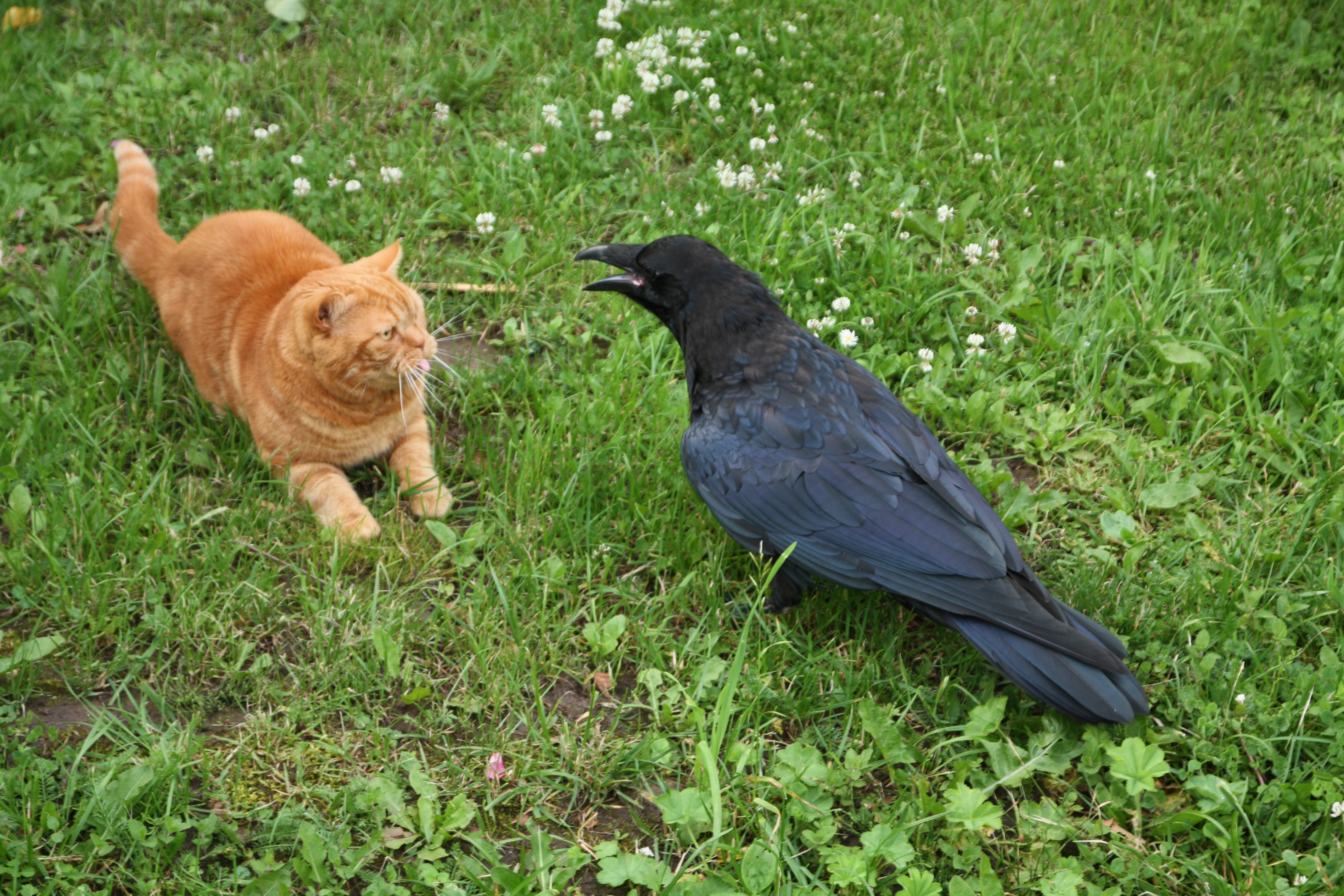 Кошкам про птичек. Кот и ворона. Кошки и вороны. Рыжий кот и ворон. Ворона и кошка.