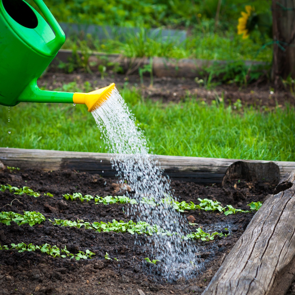 поливать огород водой