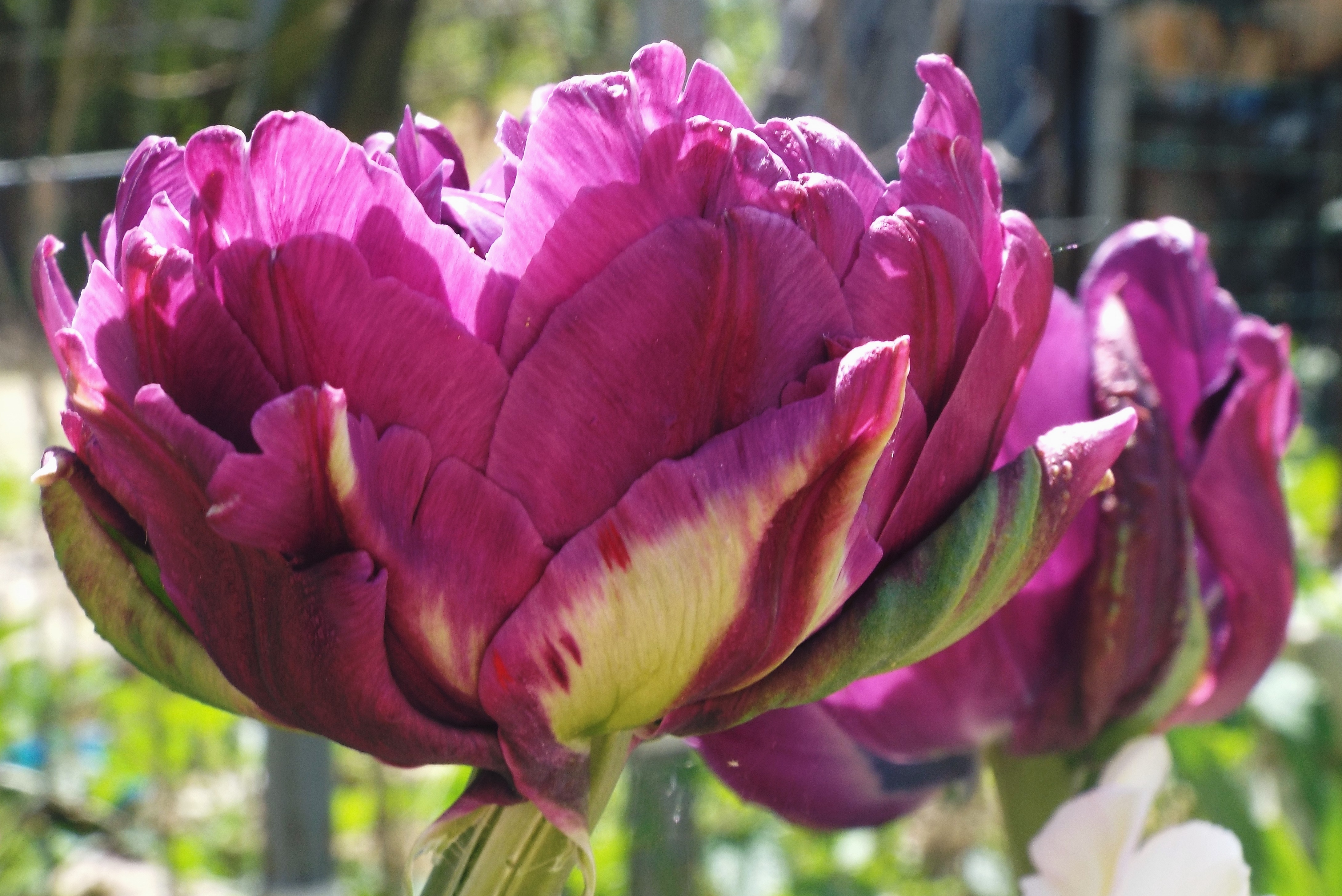 Тюльпан saigon double фото и описание