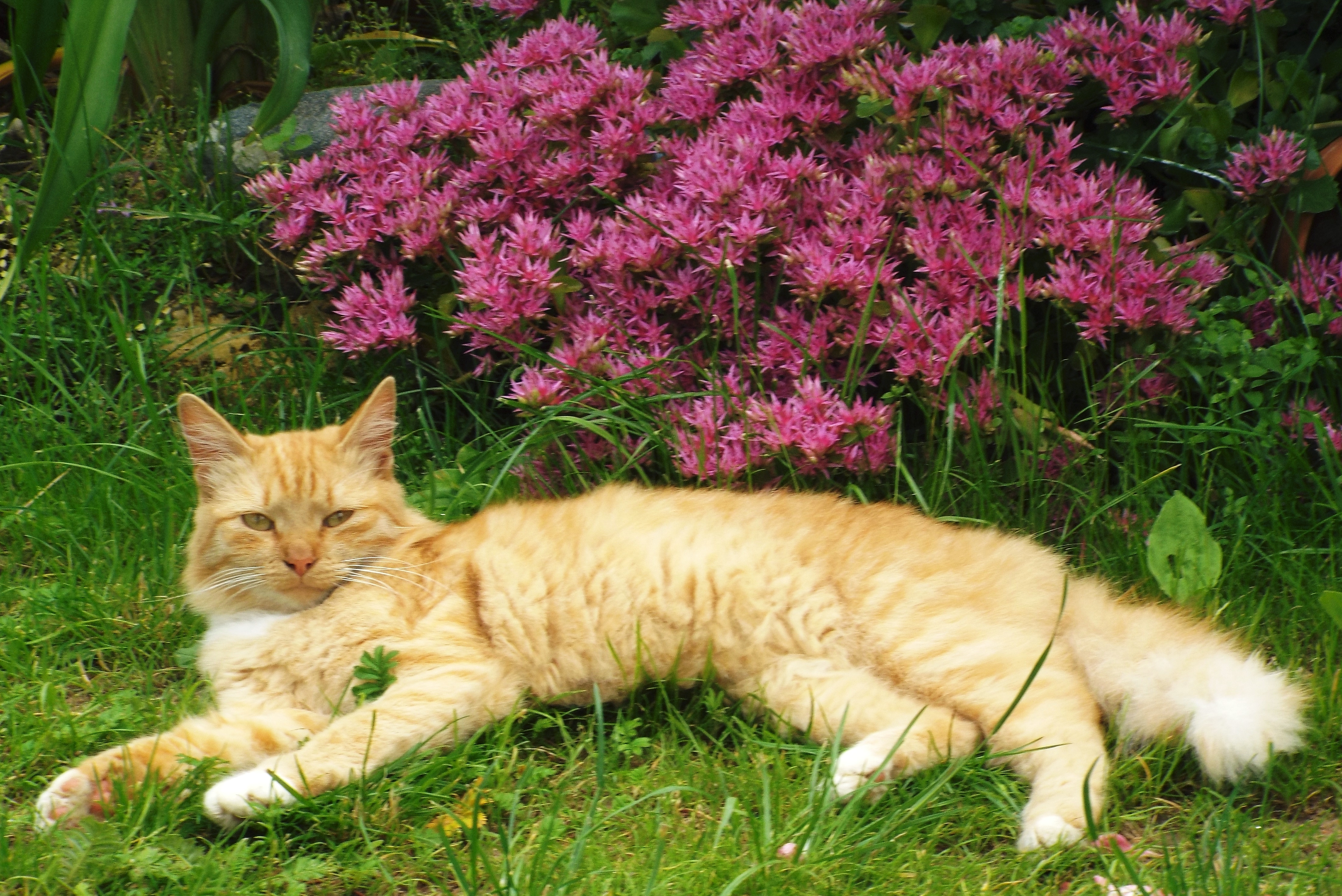Неприхотливость это. Посадка кошачьей травы. Неприхотливость. Астения кот растут возле дома фото. Фото как растет кошка.