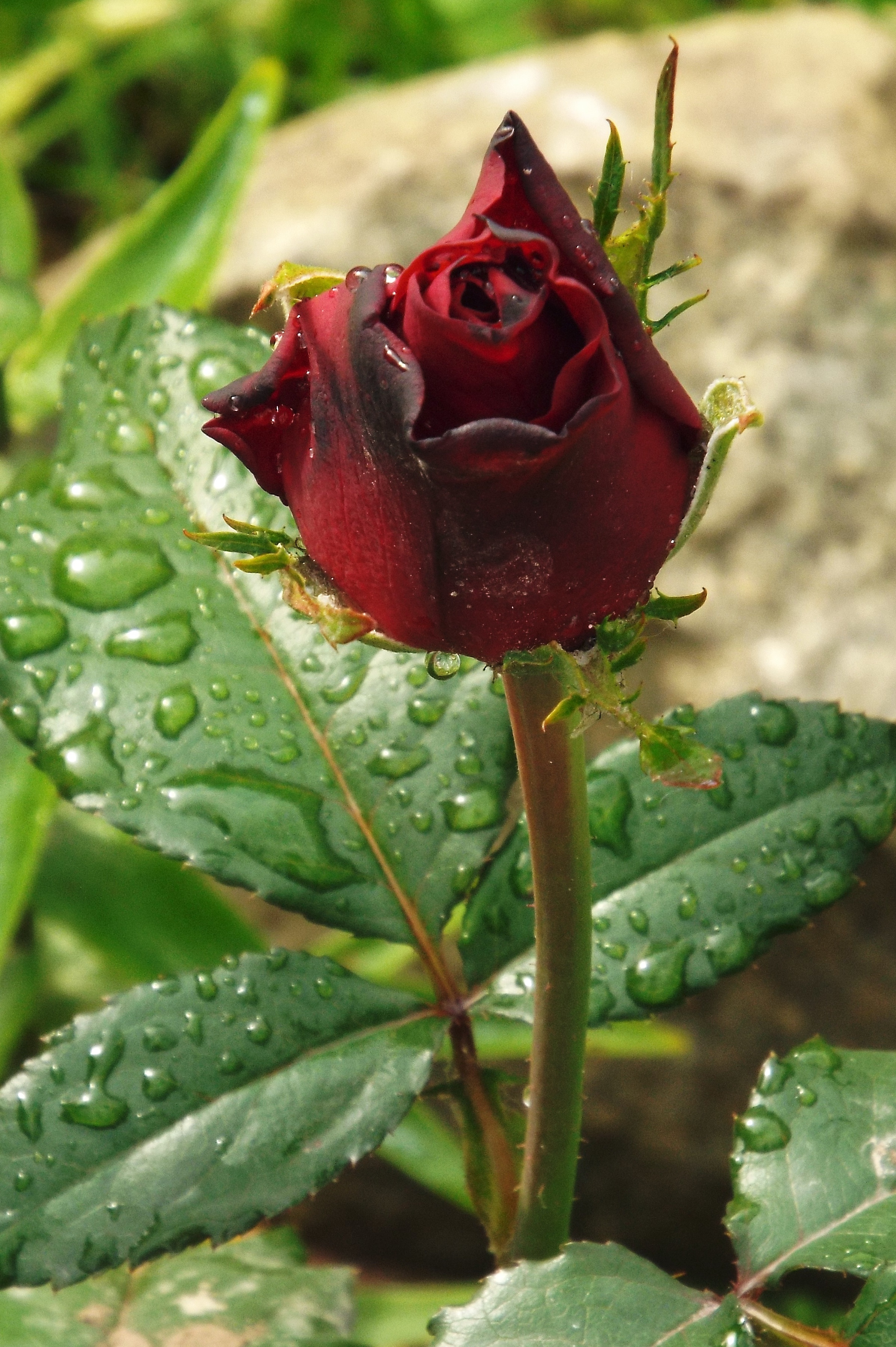 Красная бокаловидная роза роза