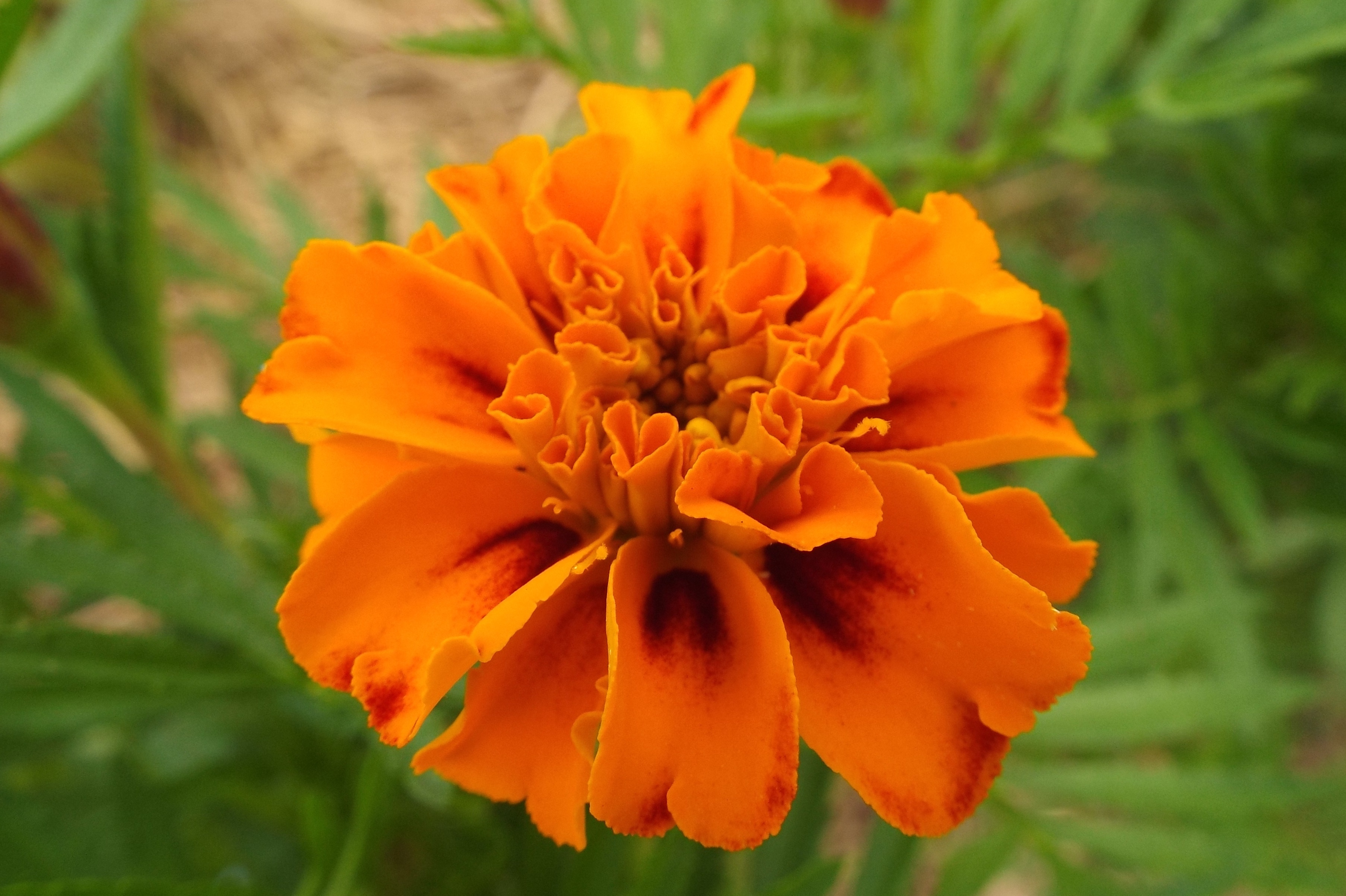 Примула Tagetes Orange