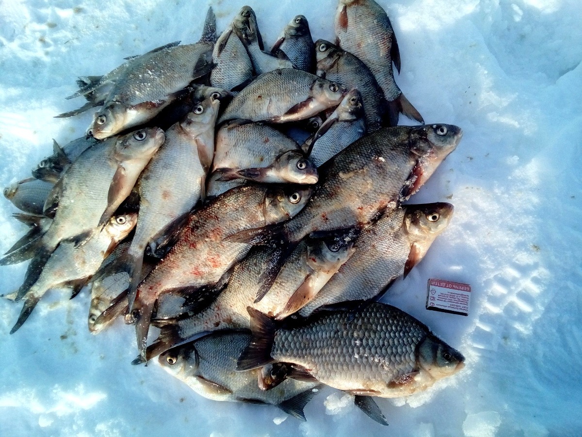 Время улова. Плотва 1.5 кг. Улов рыбы. Зимний улов рыбы. Зимняя рыбалка улов.
