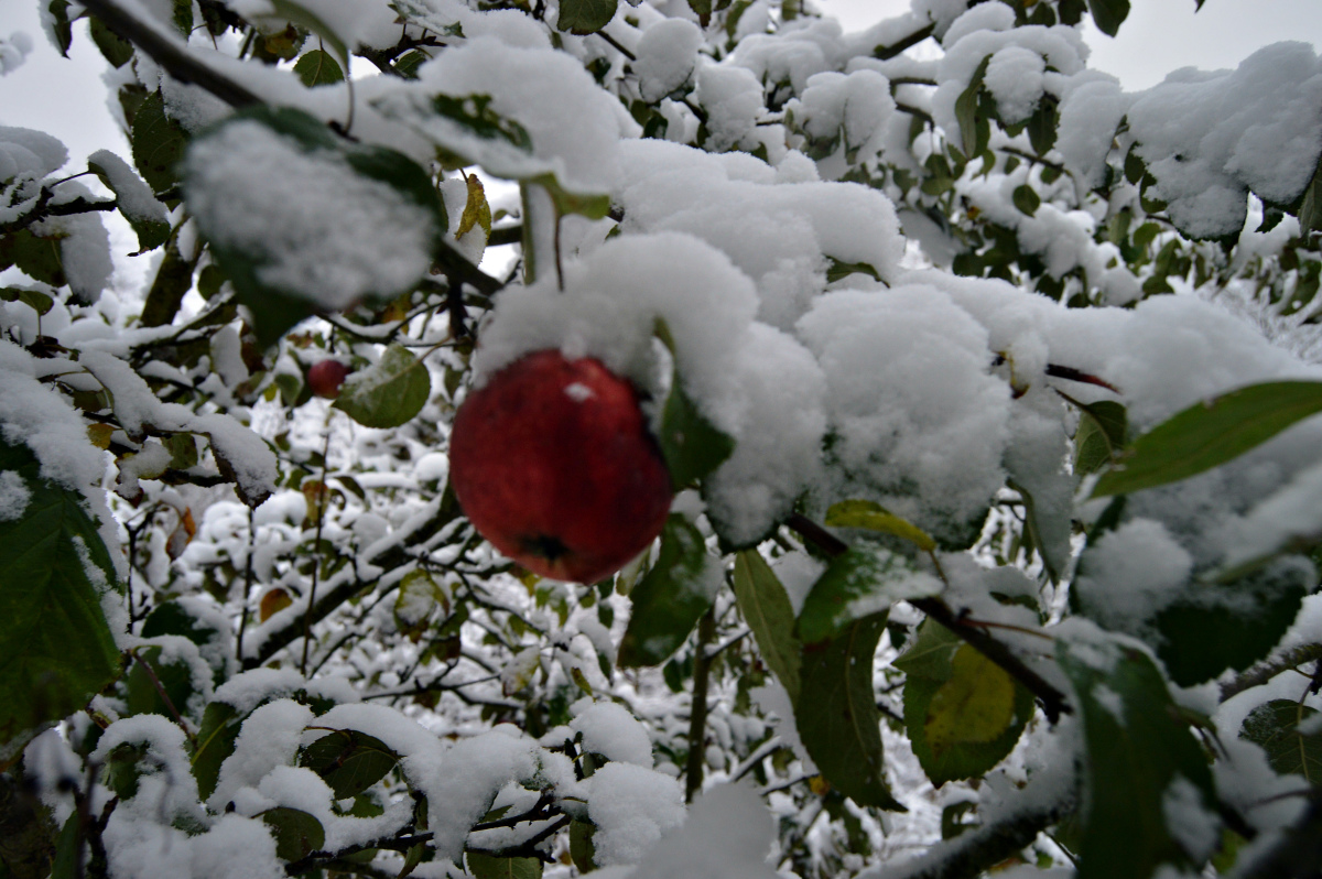 Зимняя яблоня какая