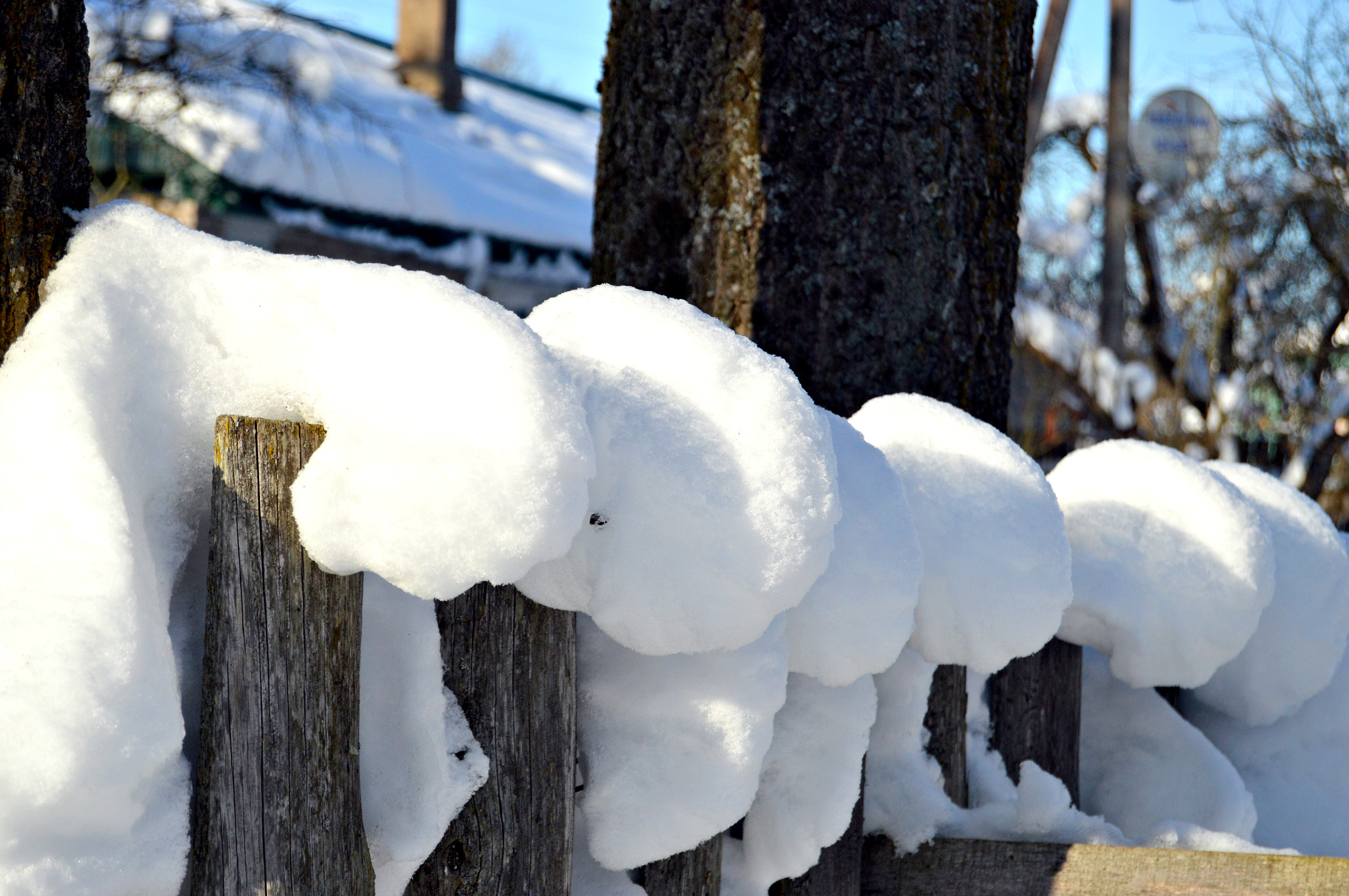 Виды снежков. Бирюков Снежная шапка. Снежные шапки на деревьях. Забор из снега. Из снега на дереве.