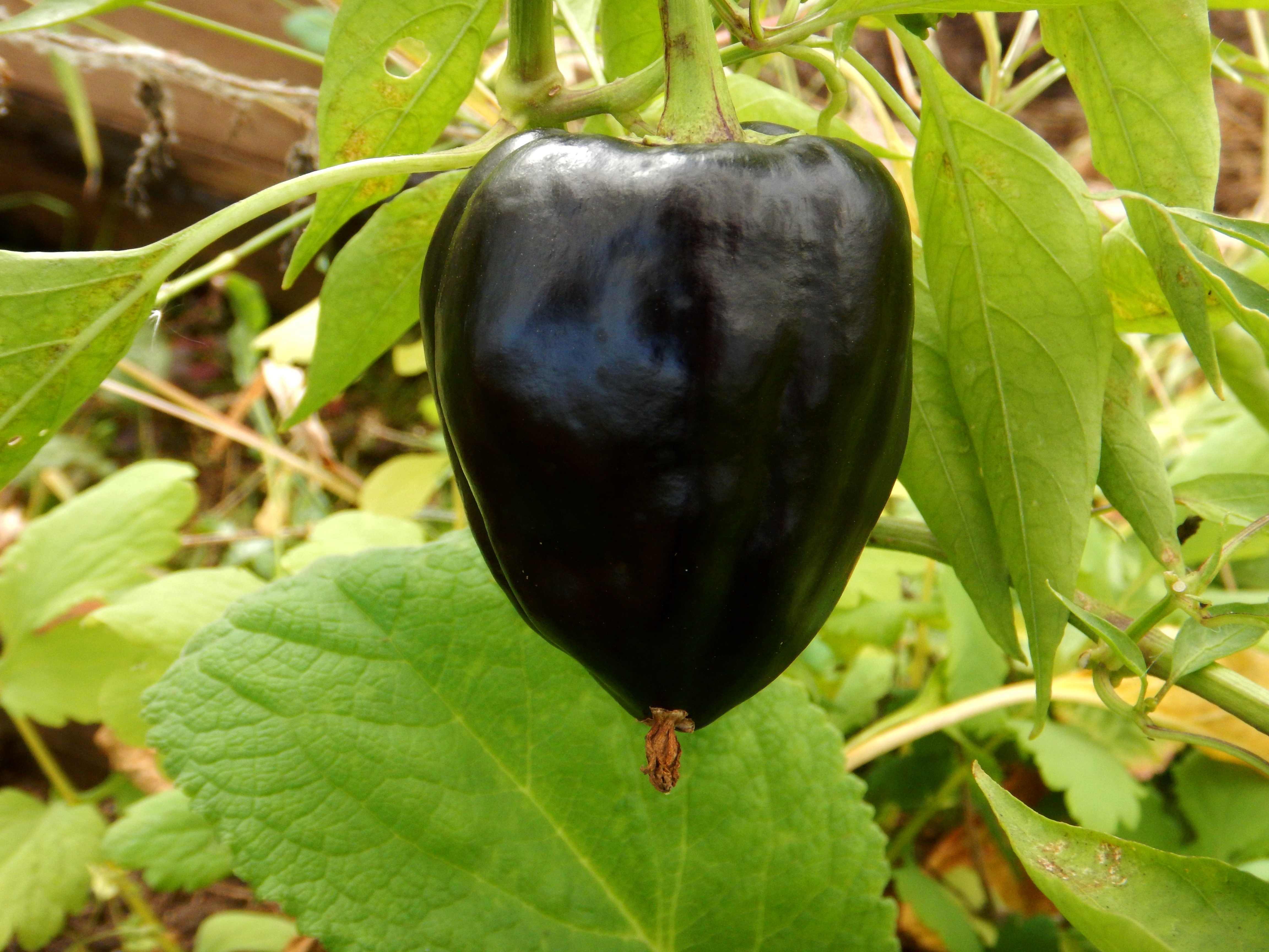 черный болгарский перец фото