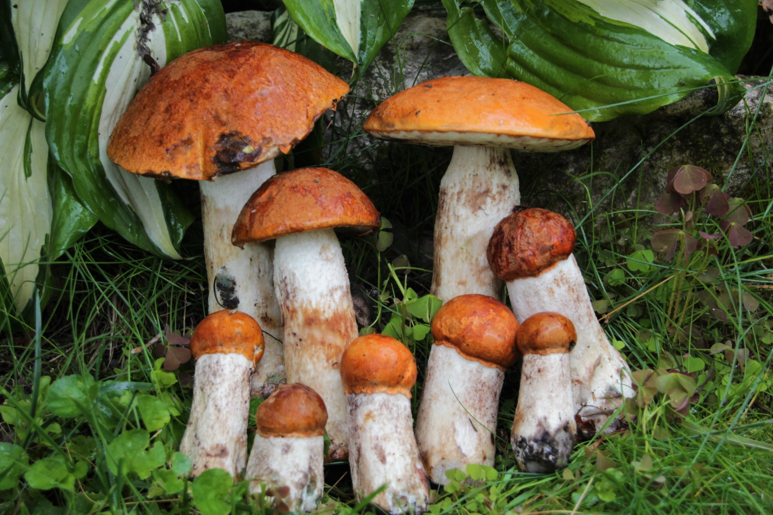 Подосиновик группа грибов
