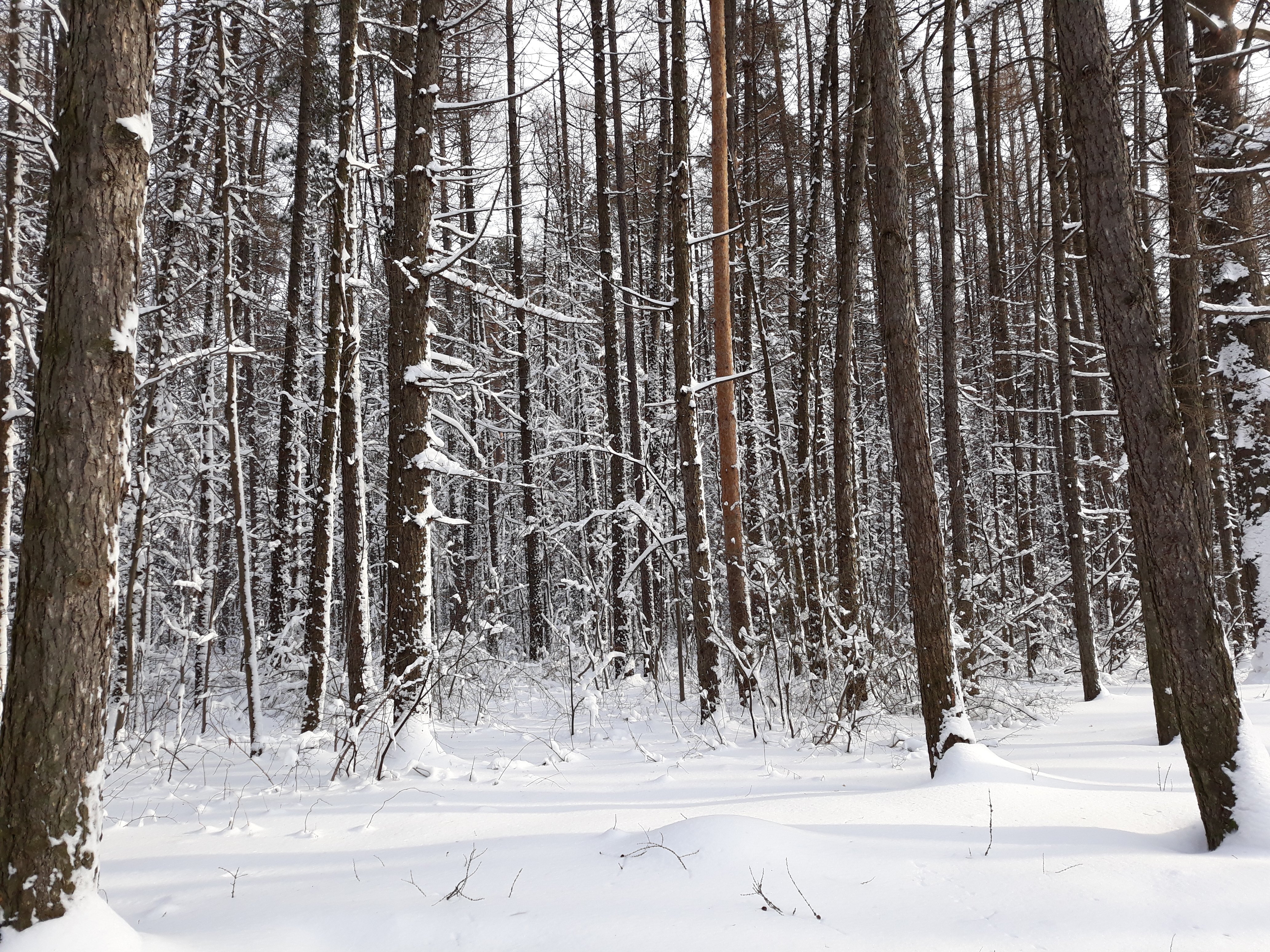 Стригинский лес зимой