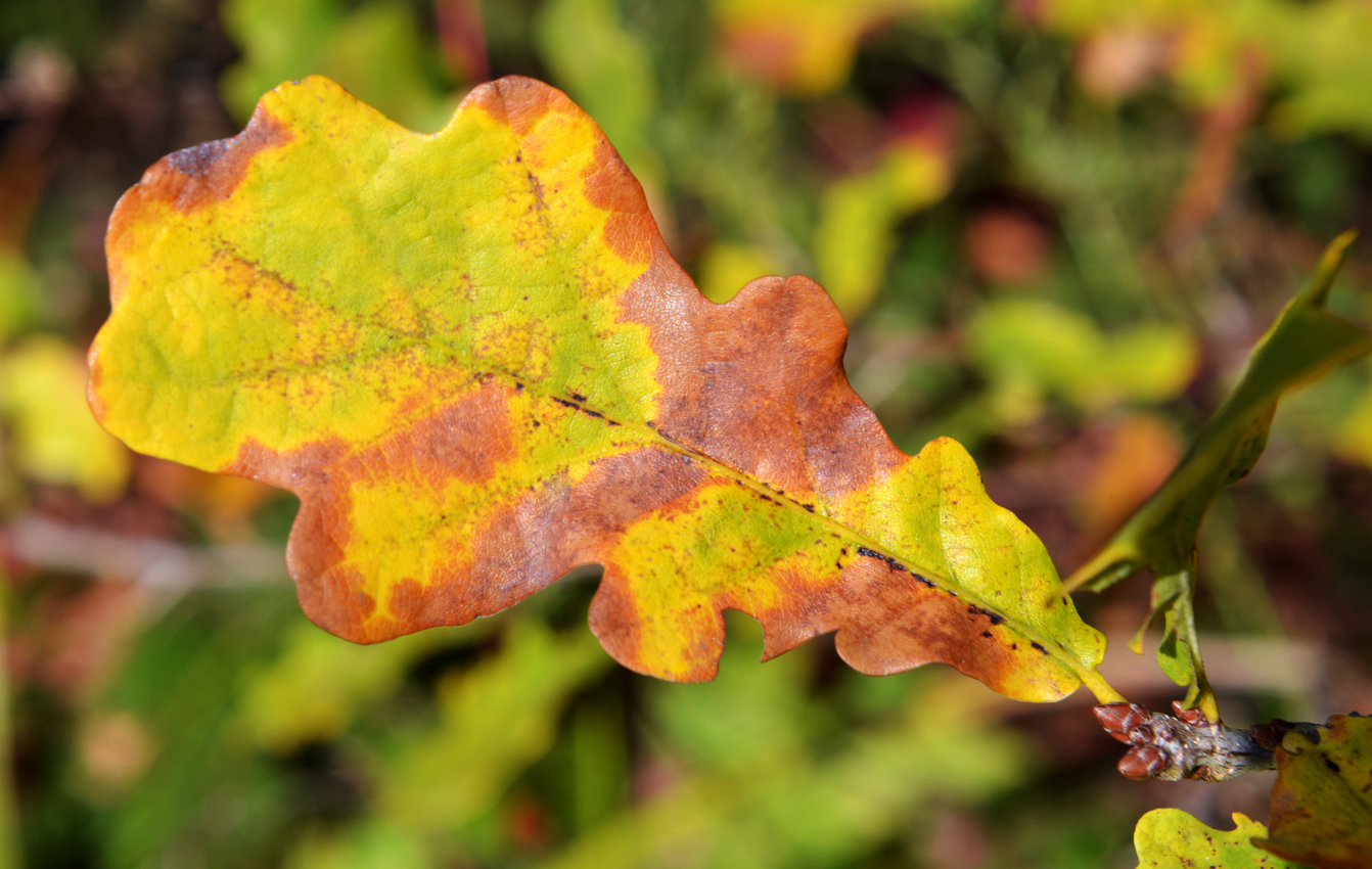 Дуб черешчатый лист осенний