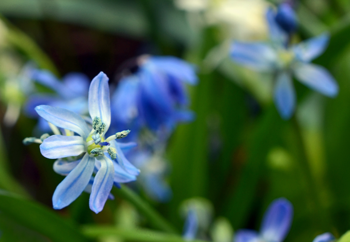 Пролеска сибирская фото. Scilla maritima цветок. Пролеска Сибирская фото окружающий мир. Пролеска Сибирская фото нивяник обыкновенный. Цветок кипрей пролеска Сибирская фото.