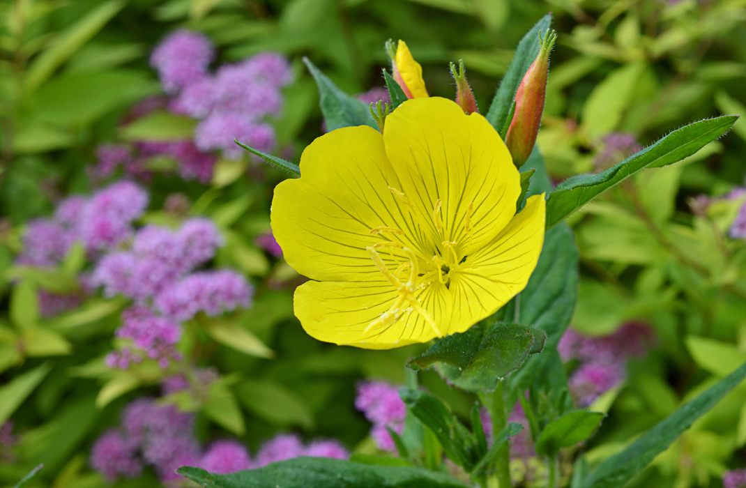 Садовый цветок энотера фото и уход за ними