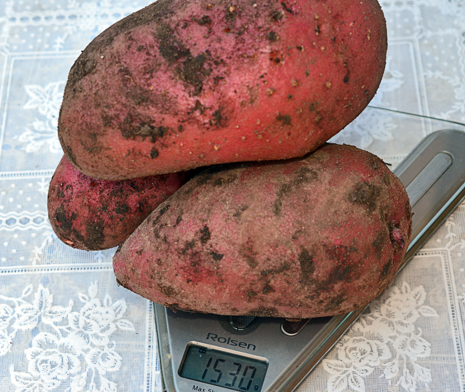 Картофель великан описание сорта. Картошка гигант сорта. Самые крупные сорта картошки. Картофель великан.