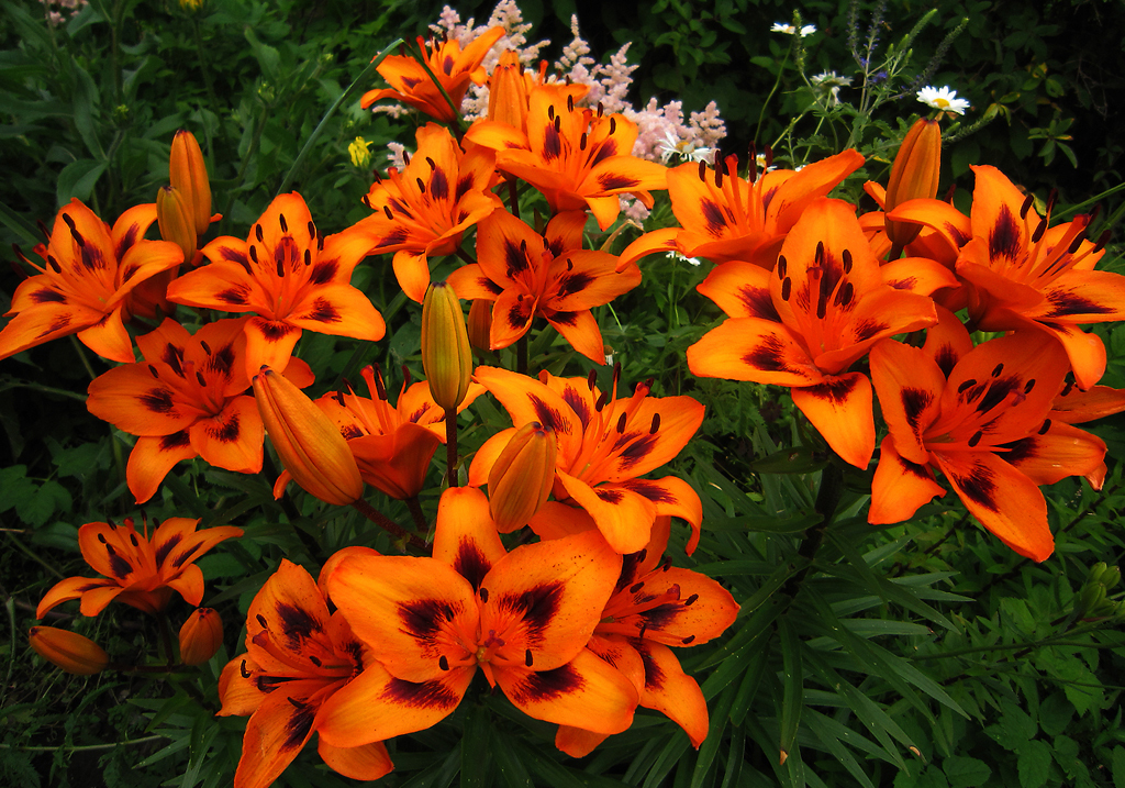 Цветы с оранжевыми цветами садовые фото с названиями