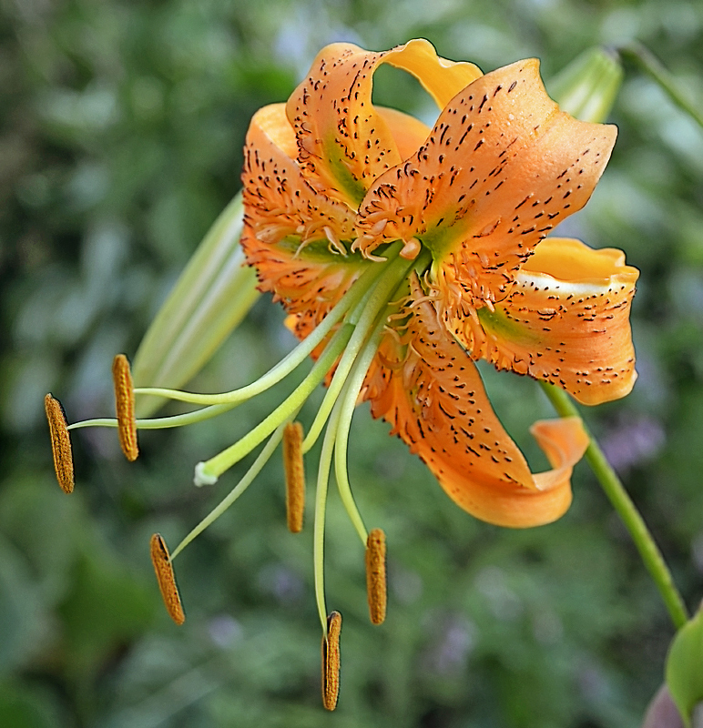 Лилия растение фото с названиями и описанием