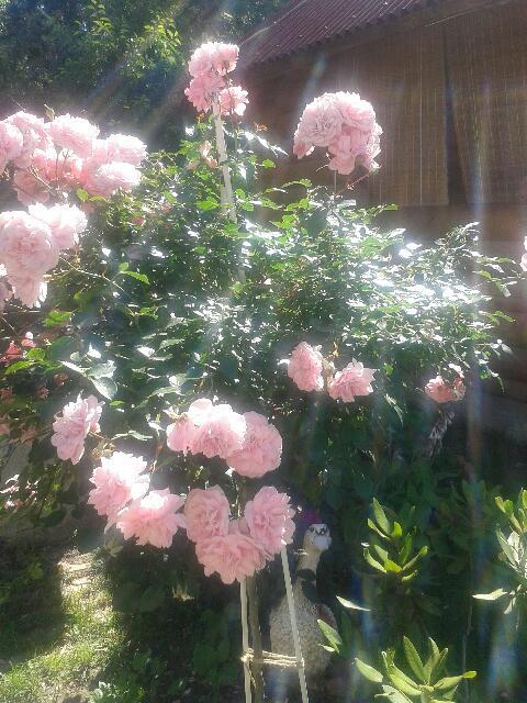 Штамбовая роза.