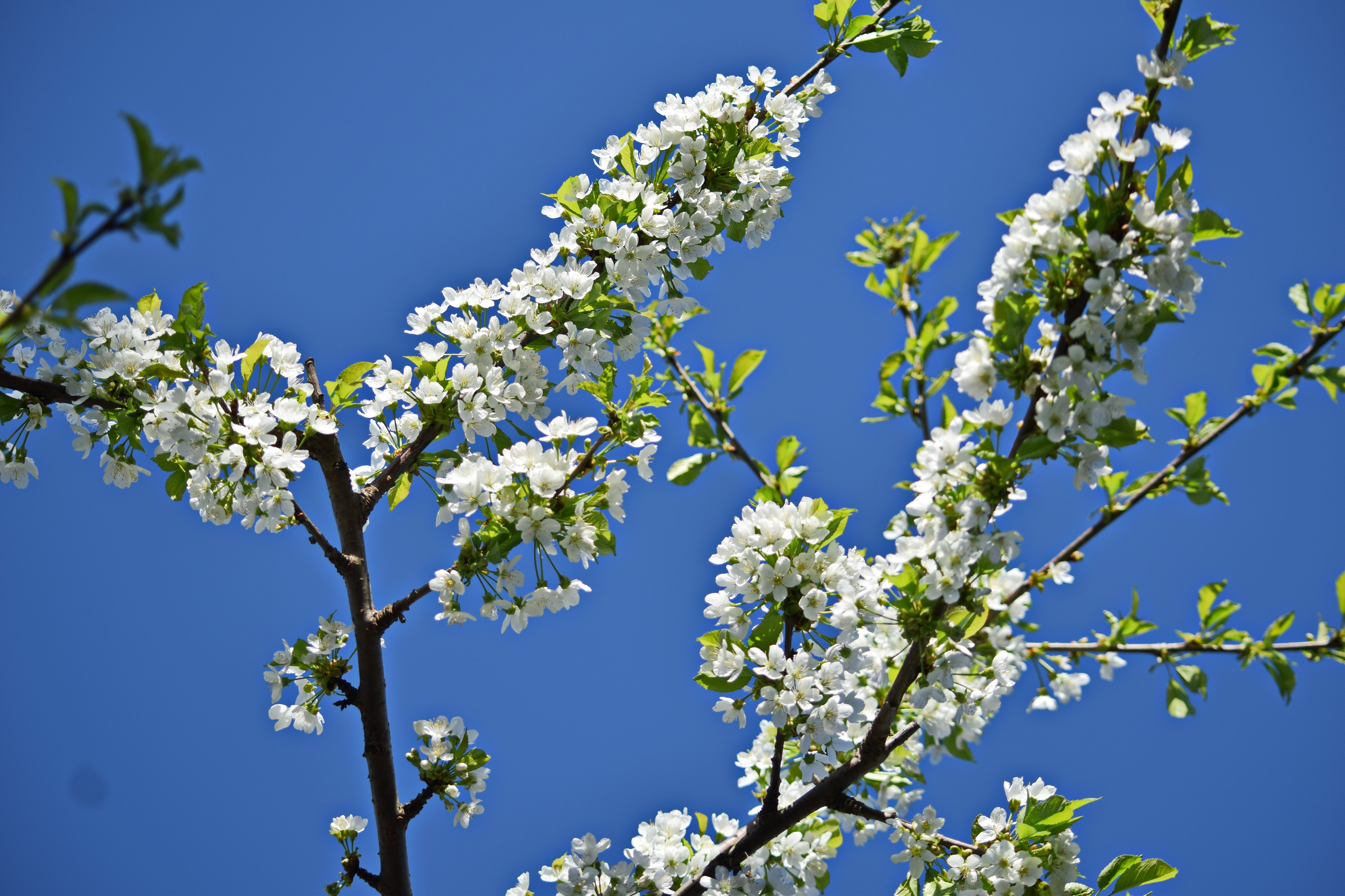 Как цветет слива. Уссурийская слива цветет. Сливовое дерево цветение. Слива венгерка цветение. Алыча цветение.
