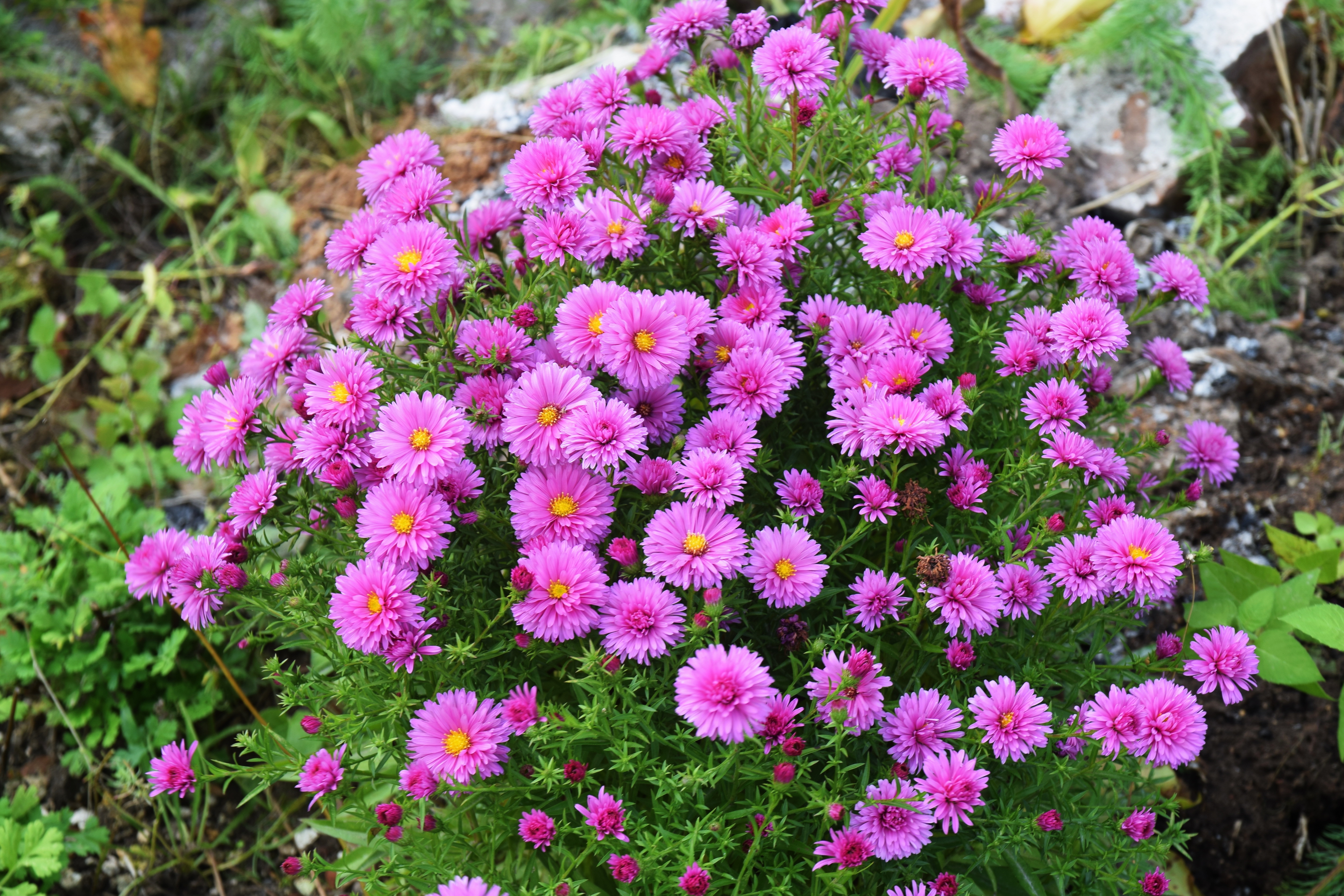 Все садовые цветы фото и название. Астра кустовая Дженни. Астра кустарниковая Aster dumosus. Астра кустарниковая Дженни. Астра многолетняя Дженни.