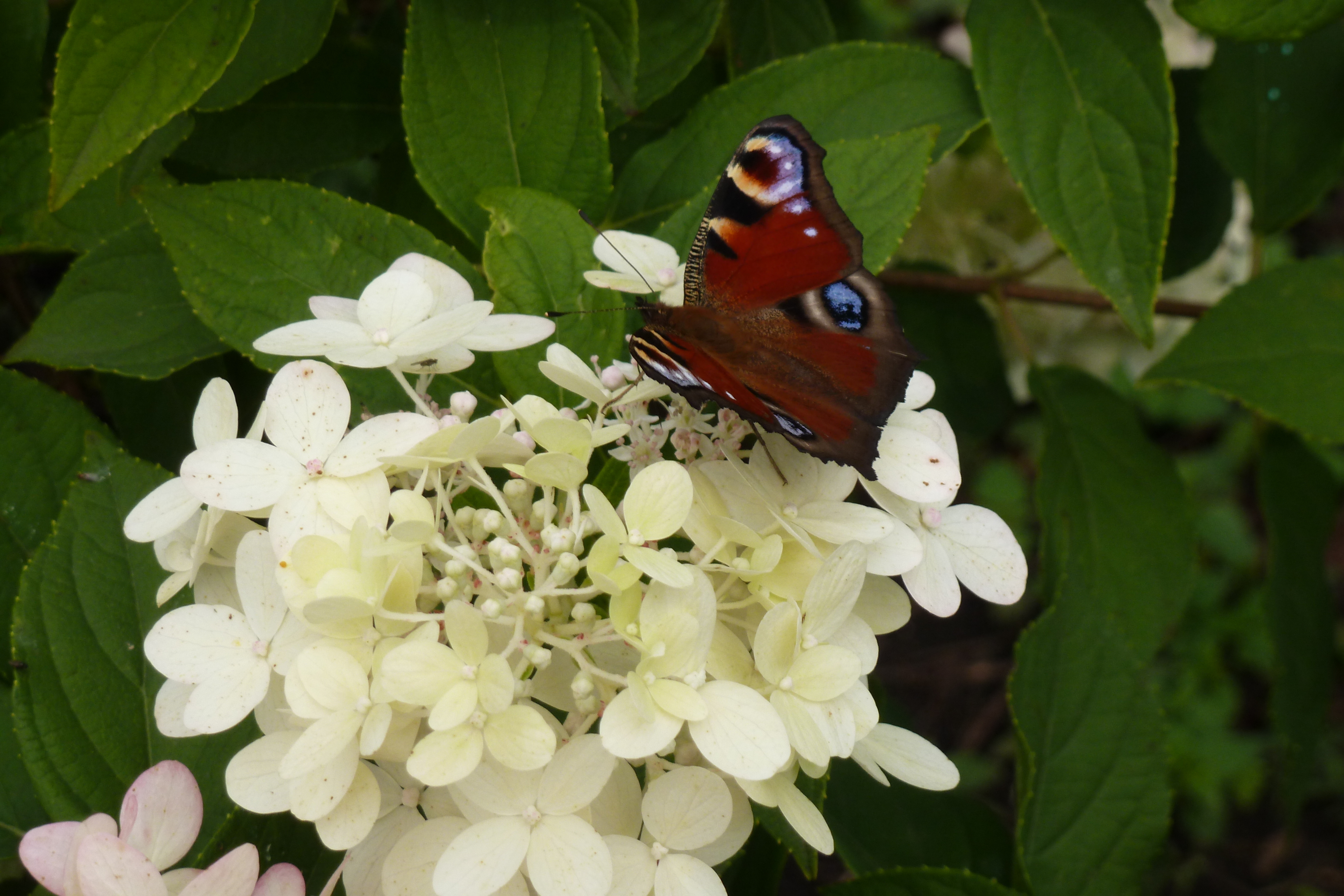 Гортензия метельчатая бабочка фото и описание