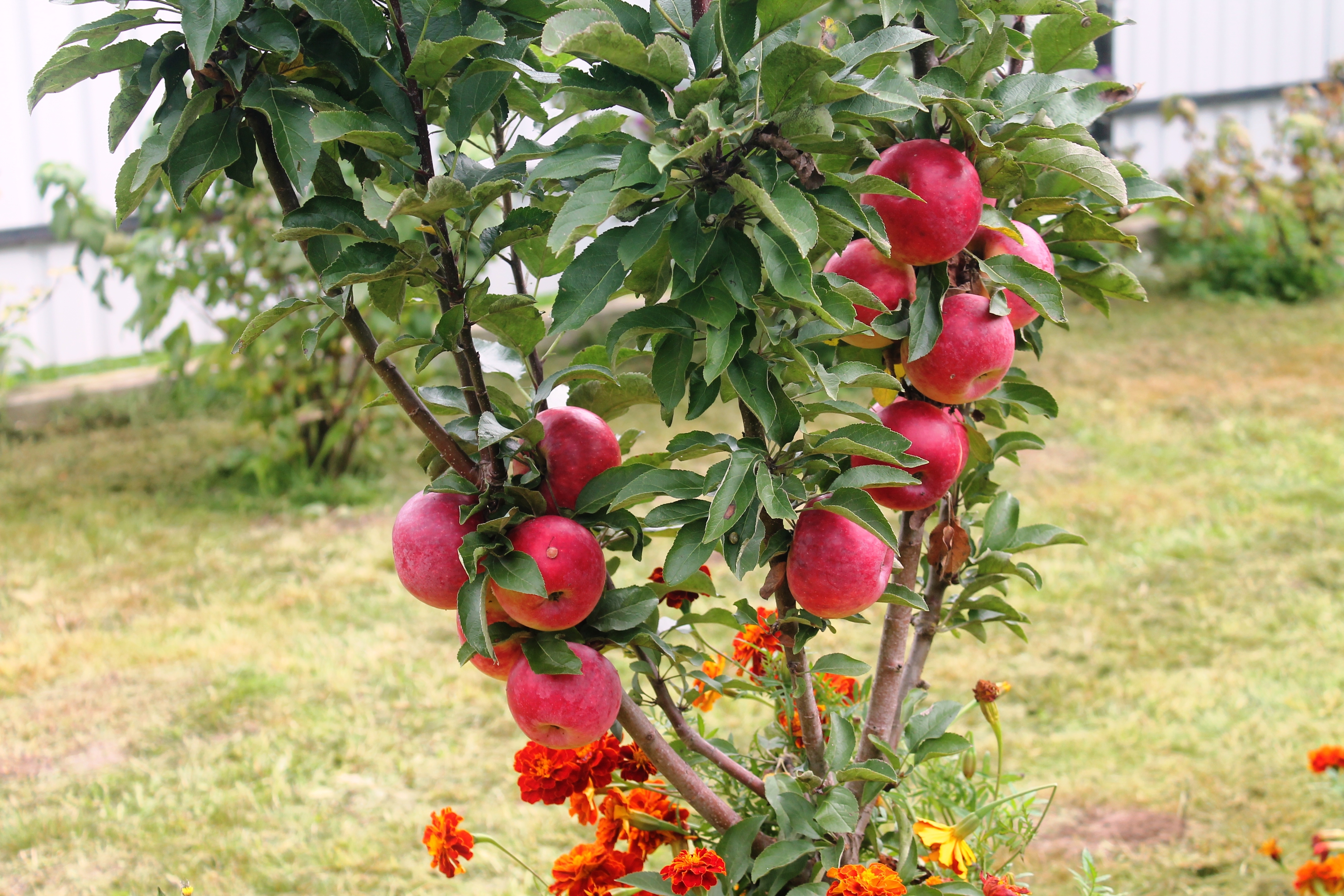Яблоня колоновидная макинтош