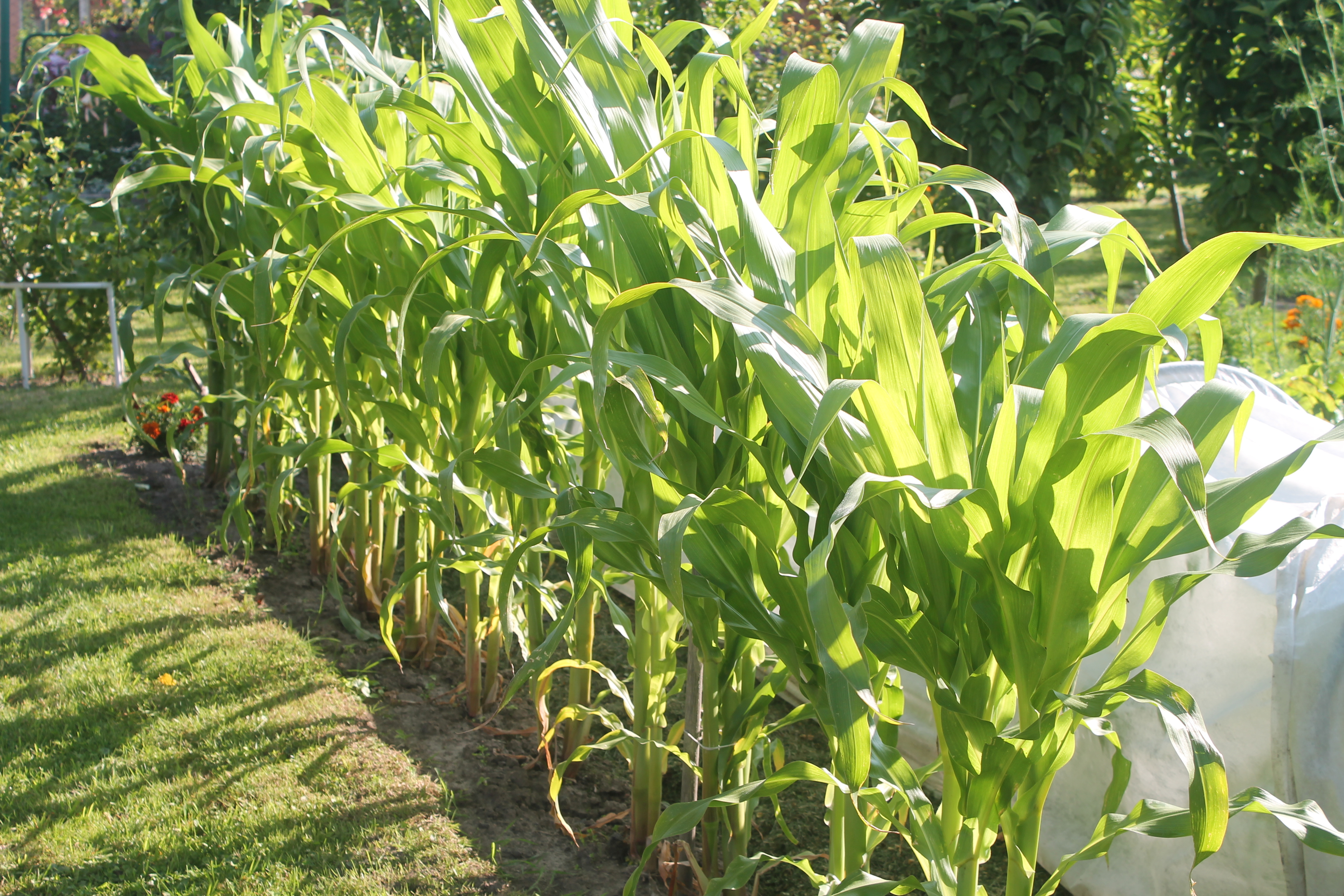 Как посадить кукурузу в огороде в открытый. Кукуруза на грядке. Кукурузный огород. Поле кукурузы на огороде. Грядка с кукурузой в ДОУ.