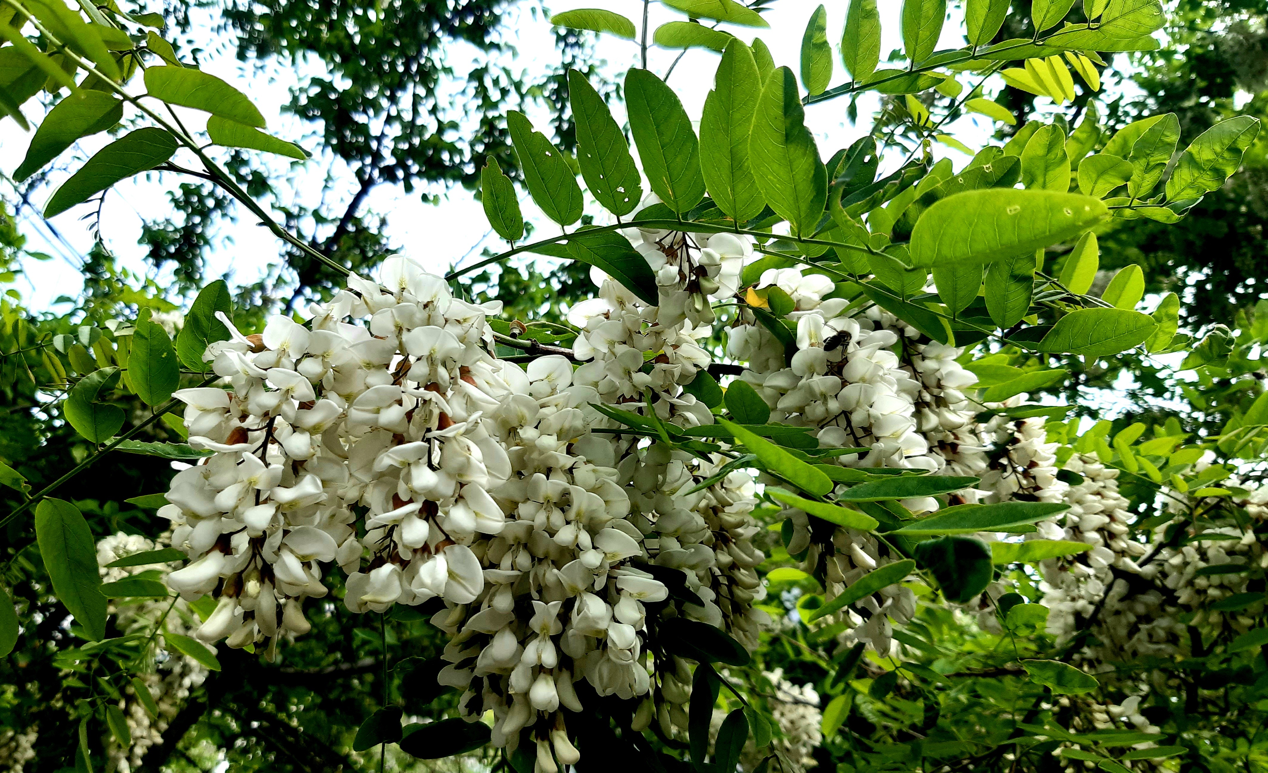 Белая акация курск отзывы