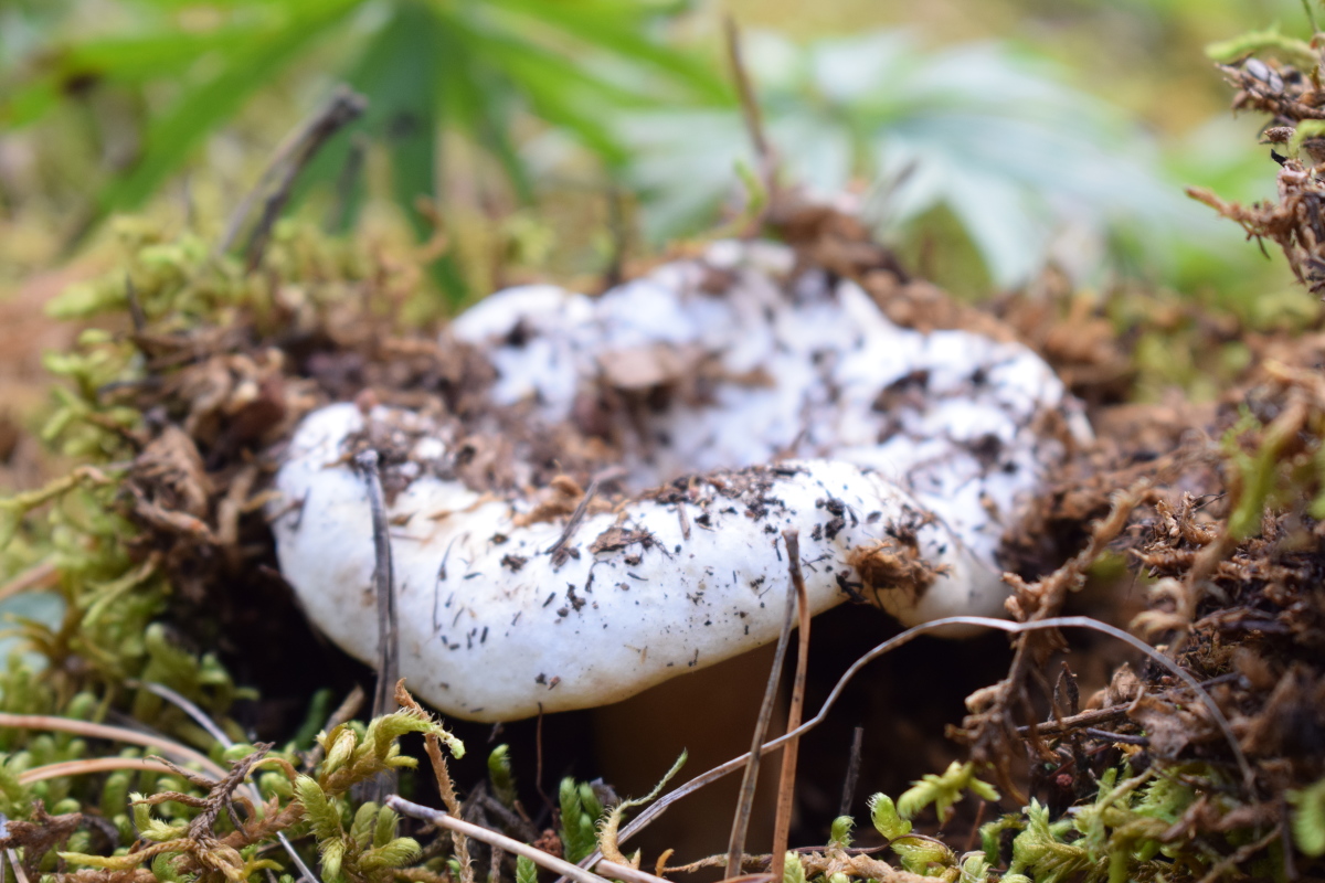 Есть гриб груздь. Грузди грибы. Белый груздь. Груздь настоящий грибы. Земляной груздь.