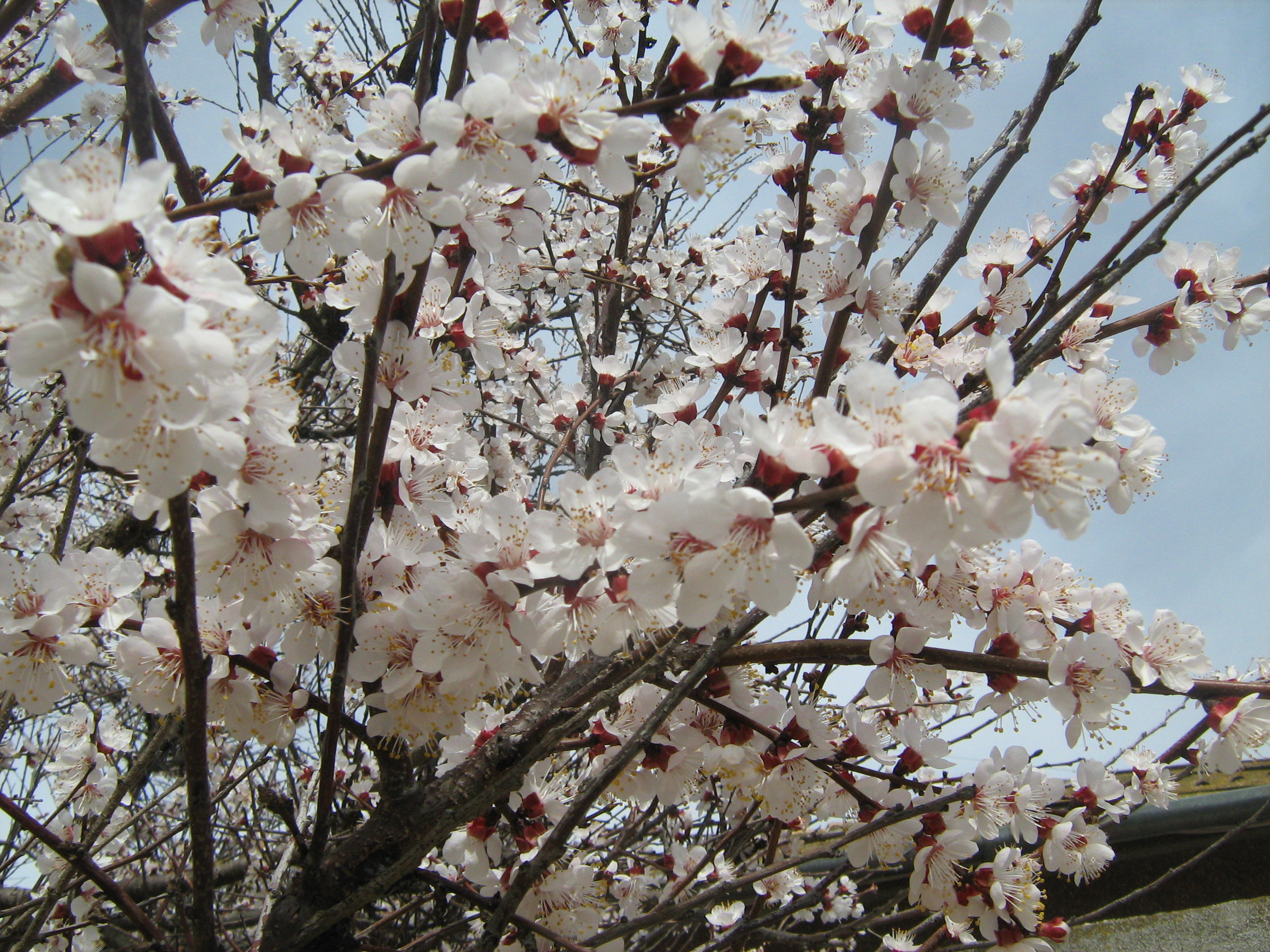 Какое дерево зацветает первым весной. Урюк дерево цветет. Абрикос Триумф Северный цветение. Абрикос дерево цветение. Абрикос Триумф Северный дерево цветет.