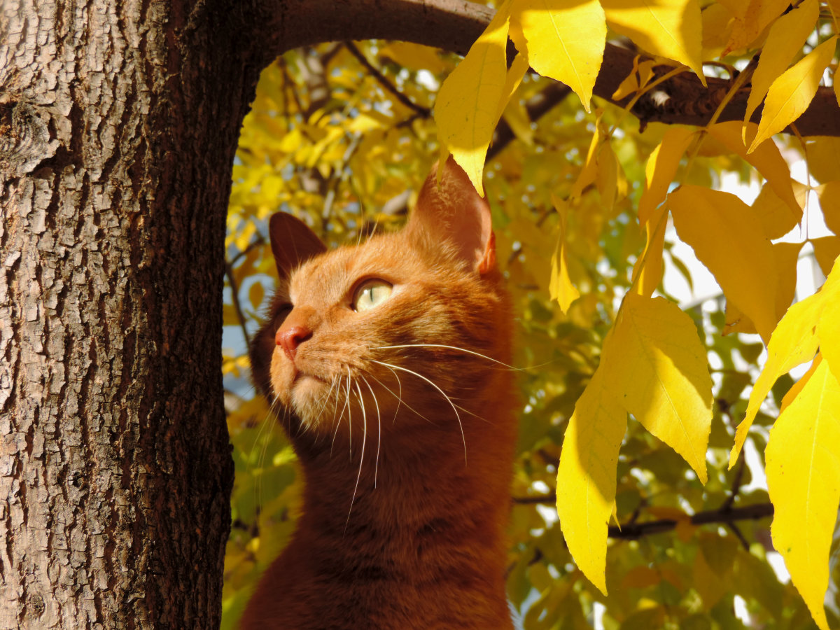 природа животные кот лист осень деревья без смс