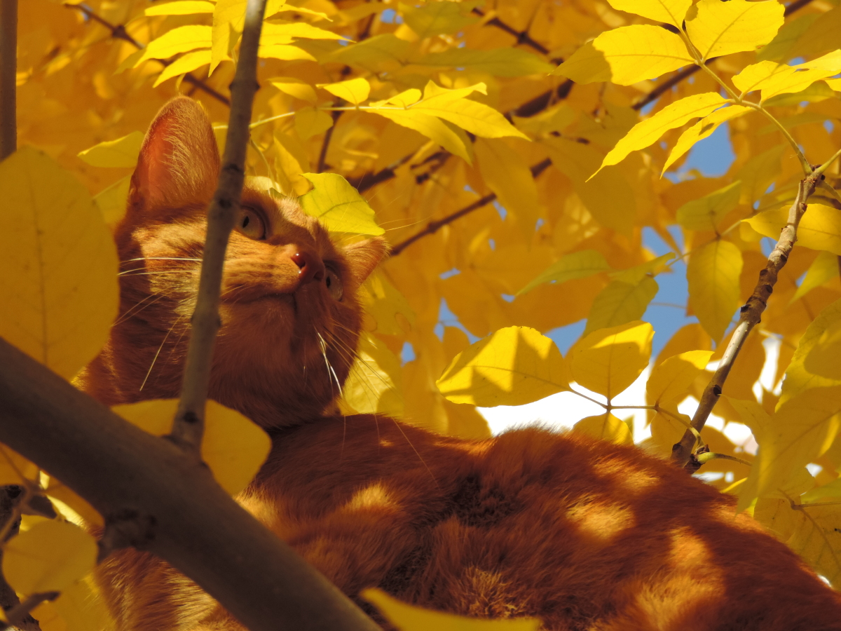 Рыжая кошка осень