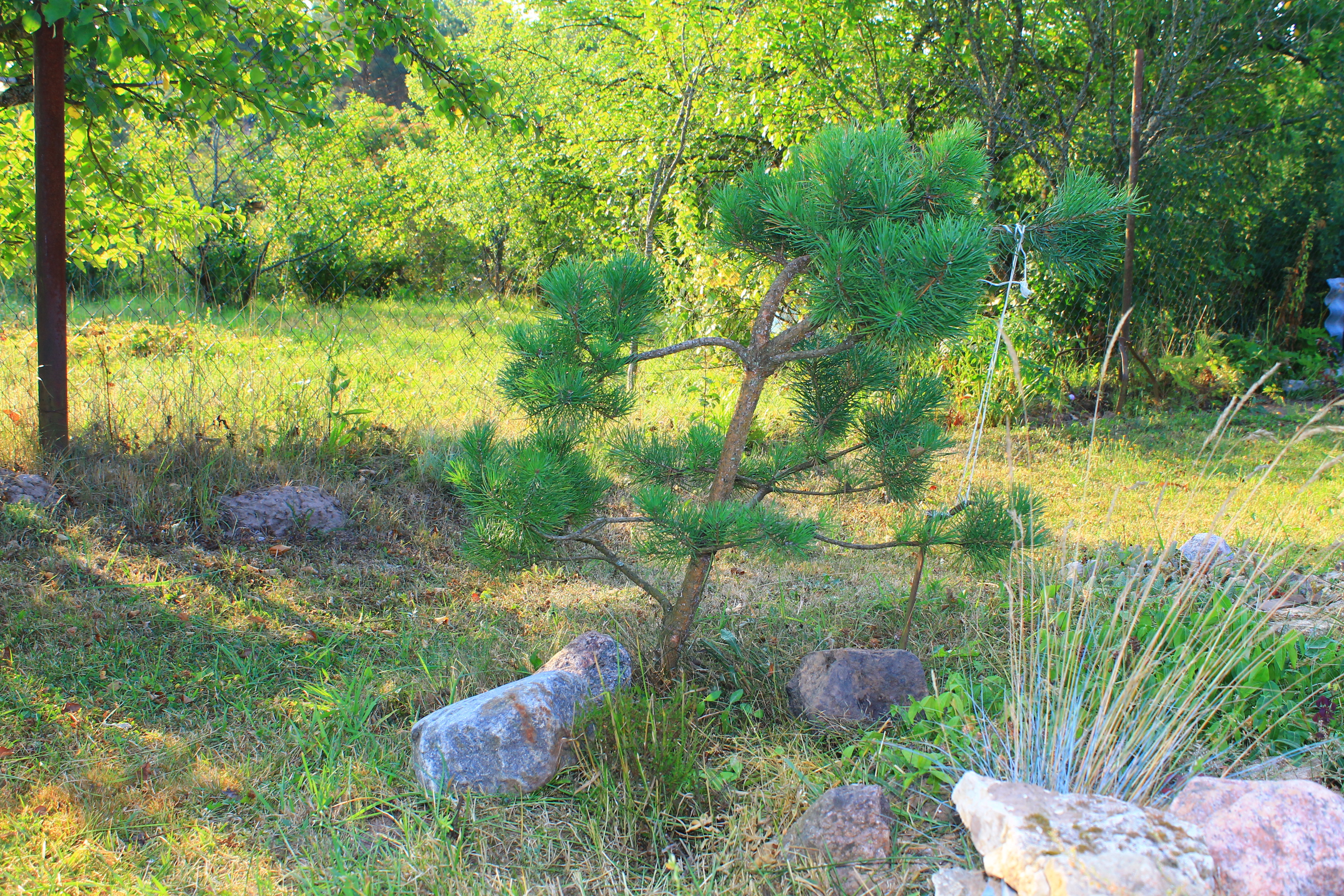 Формирование сосны обыкновенной в саду своими руками фото