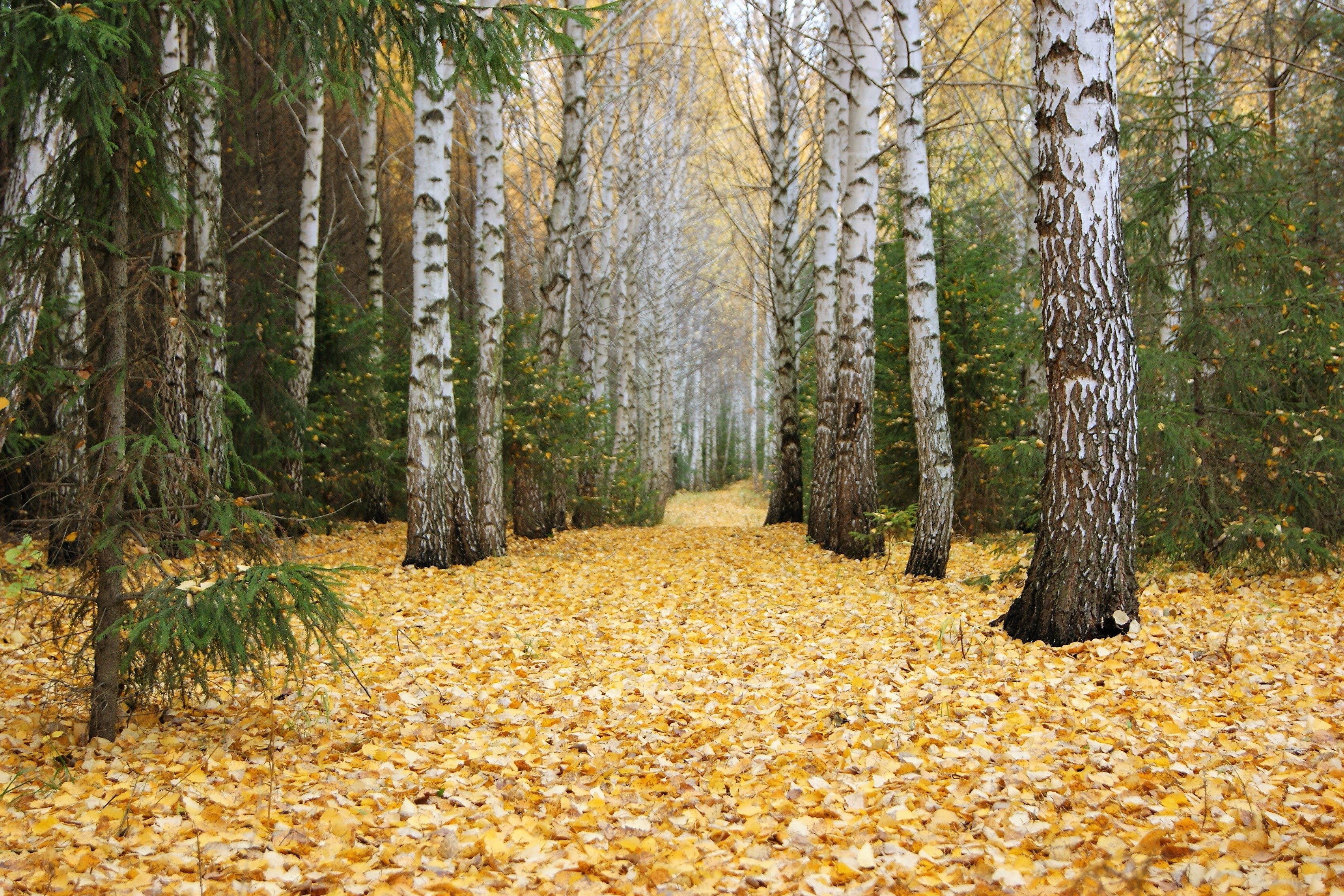 Скинуть листву. Осень осень лес остыл и листья сбросил. Лес остыл и листья сбросил. Осень осень лес остыл и листья сбросил картинки. Осень осень лес остыл и листья сбросил-гиф.