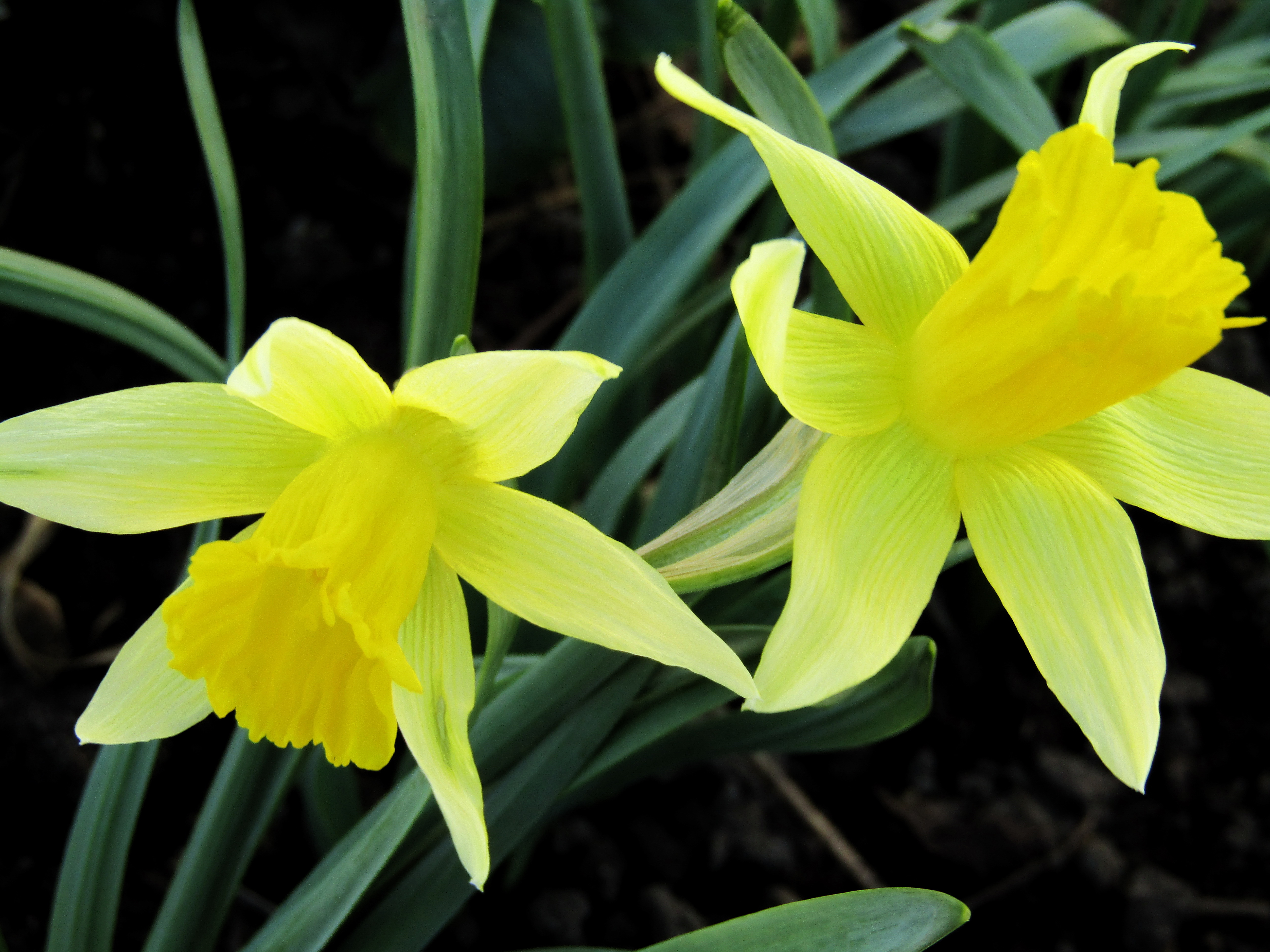 Начинающий нарцисс. Нарцисс Тиритомба (орхидейный). Нарцисс талия. Великобритания Камбрия нарциссы. Желтый Нарцисс символ Уэльса.