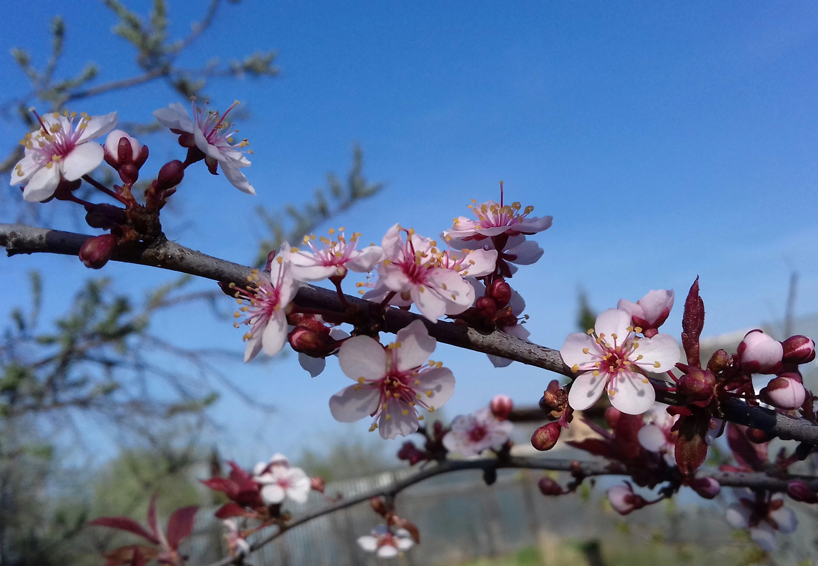 Как цветет слива. Сакура краснолистная. Сливовое дерево цветение. Японский абрикос дерево. Цветение шарафуги.