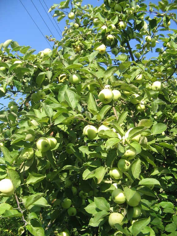 Яблоня белый налив фото дерева