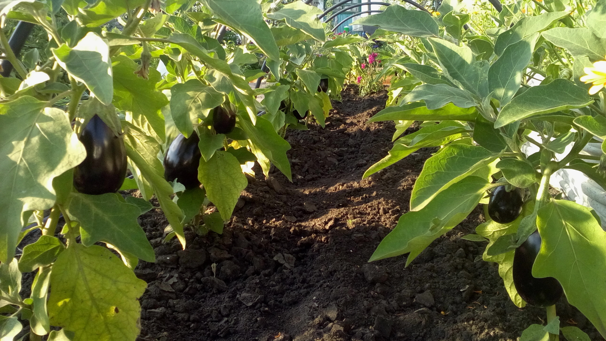 Овощные культуры выращивание баклажан