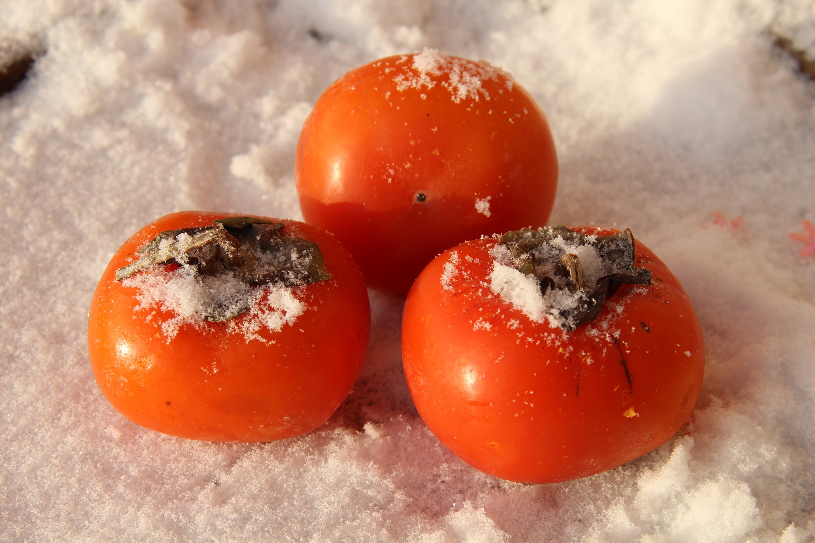 Хурма зимой. Хурма Королек замороженная. Зимние фрукты. Фрукты в снегу. Оранжевый фрукт зимний.