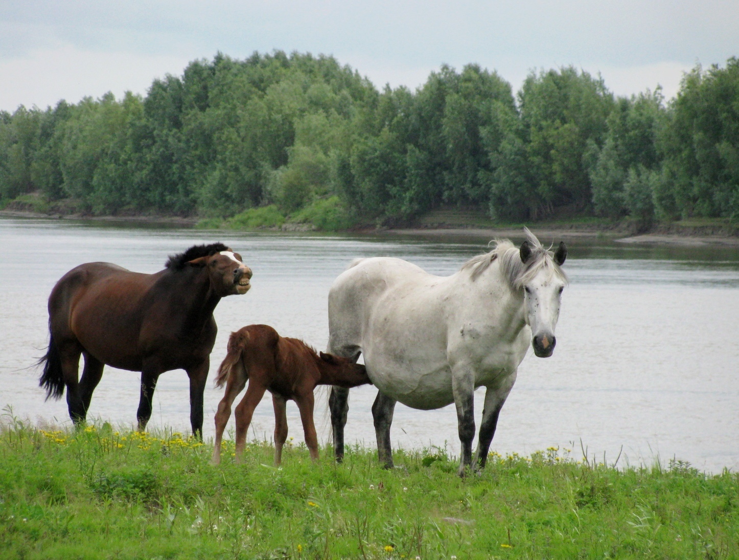 124 сколько лошадей. Жеребость лошади по месяцам фото. Сколько лошадей на картинке ответ. Сколько лошадей в Ярославской области. Сколько лошадей проживает в Самарской области.