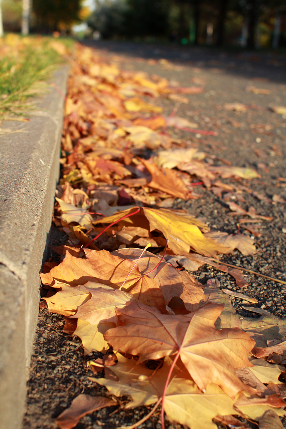 осень листья фото реальные