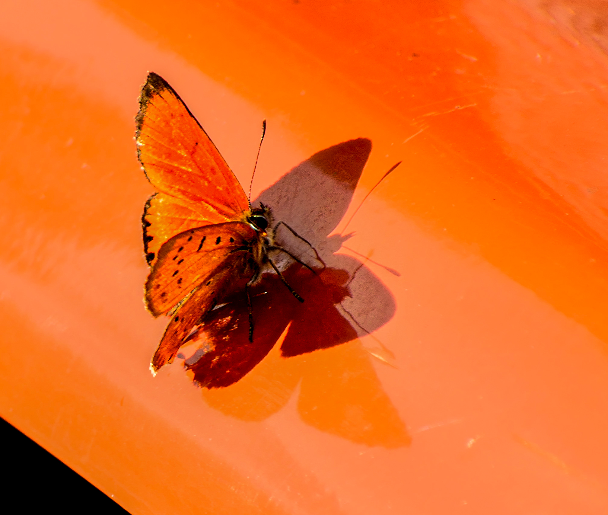 Персиковая бабочка насекомое