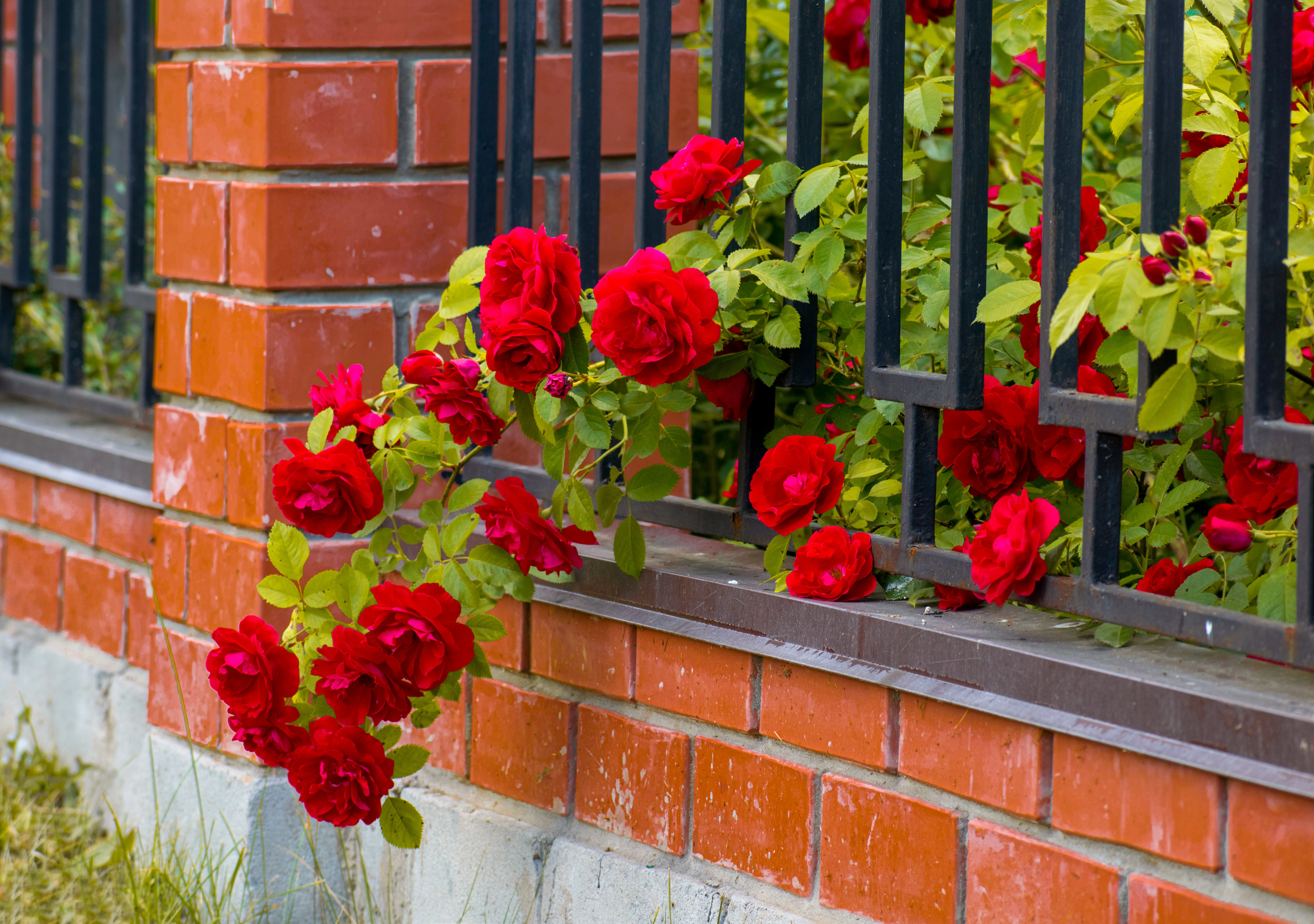 Плетистые розы на заборе из профнастила фото