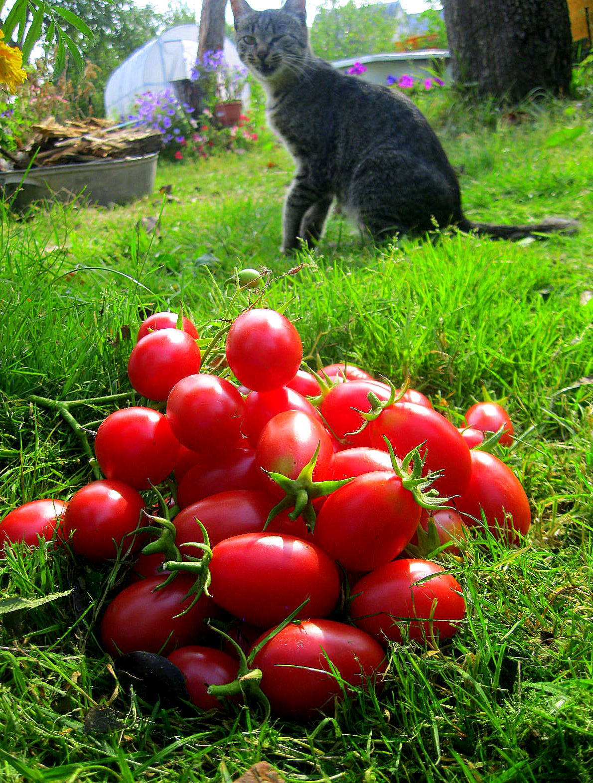 Можно ли котам помидоры. Коты и помидоры. Кот помидорка. Помидорная кошка.