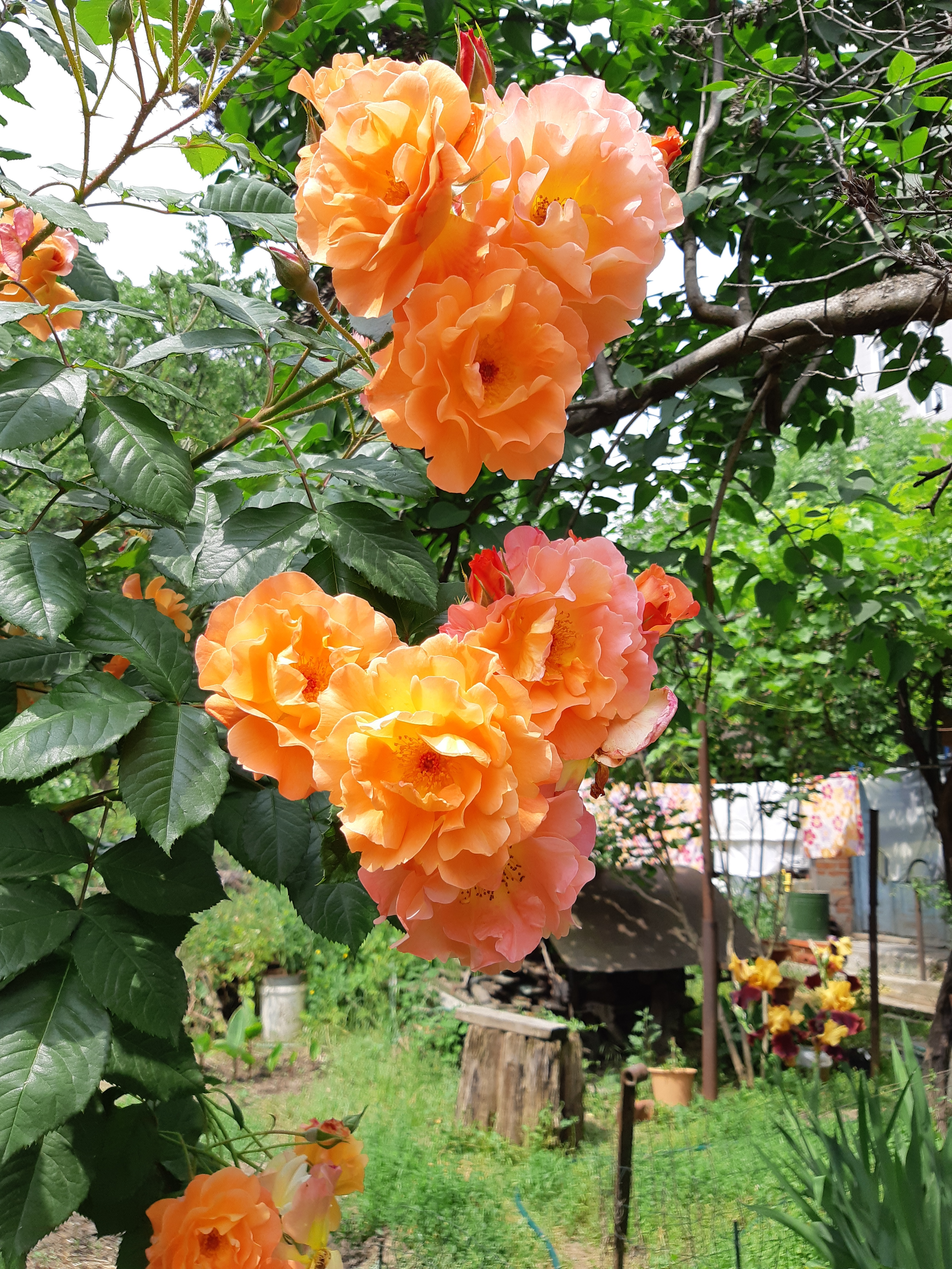 Роза Вестерленд оранжева