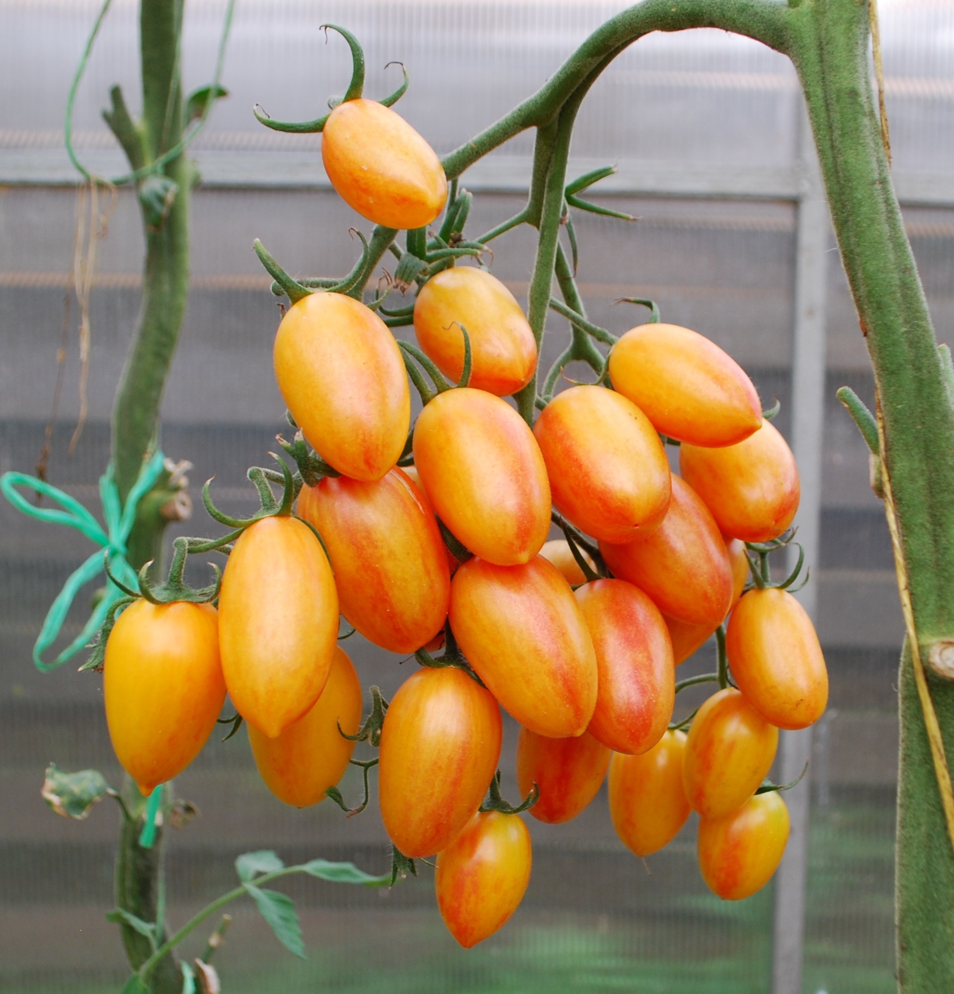 помидоры сливки сорта фото