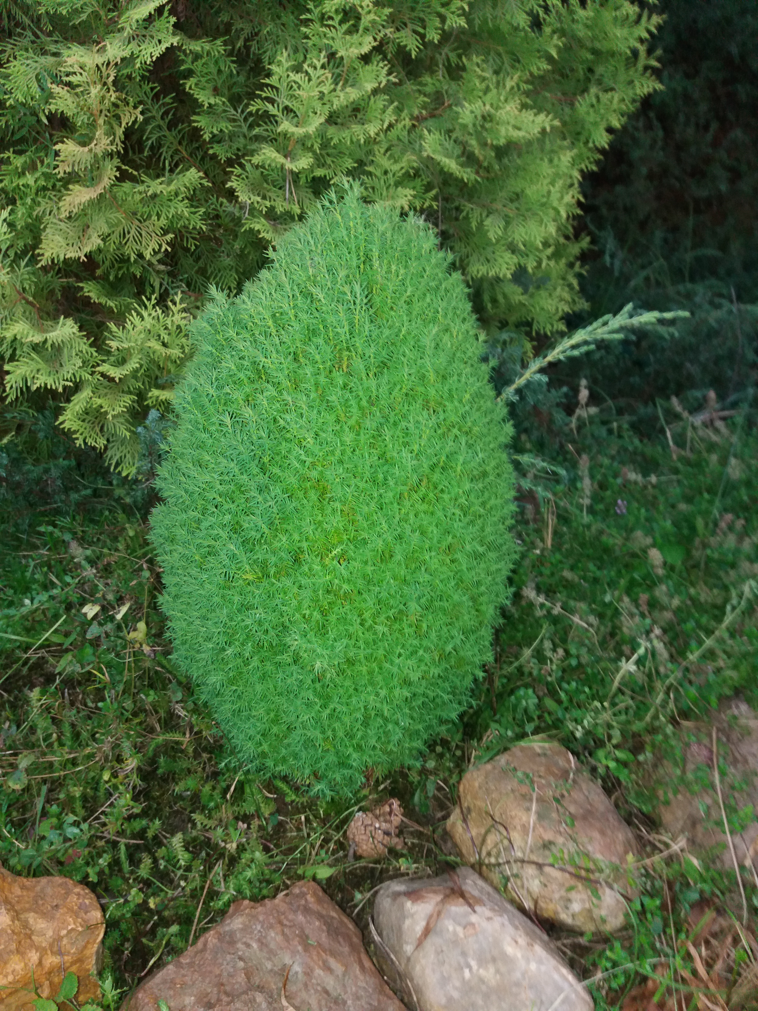 Похоже на хвойное. Picea Abies magnifica Aurea. Можжевеловая ель. Можжевельник яйцеобразное. Можжевельник Ленивец.