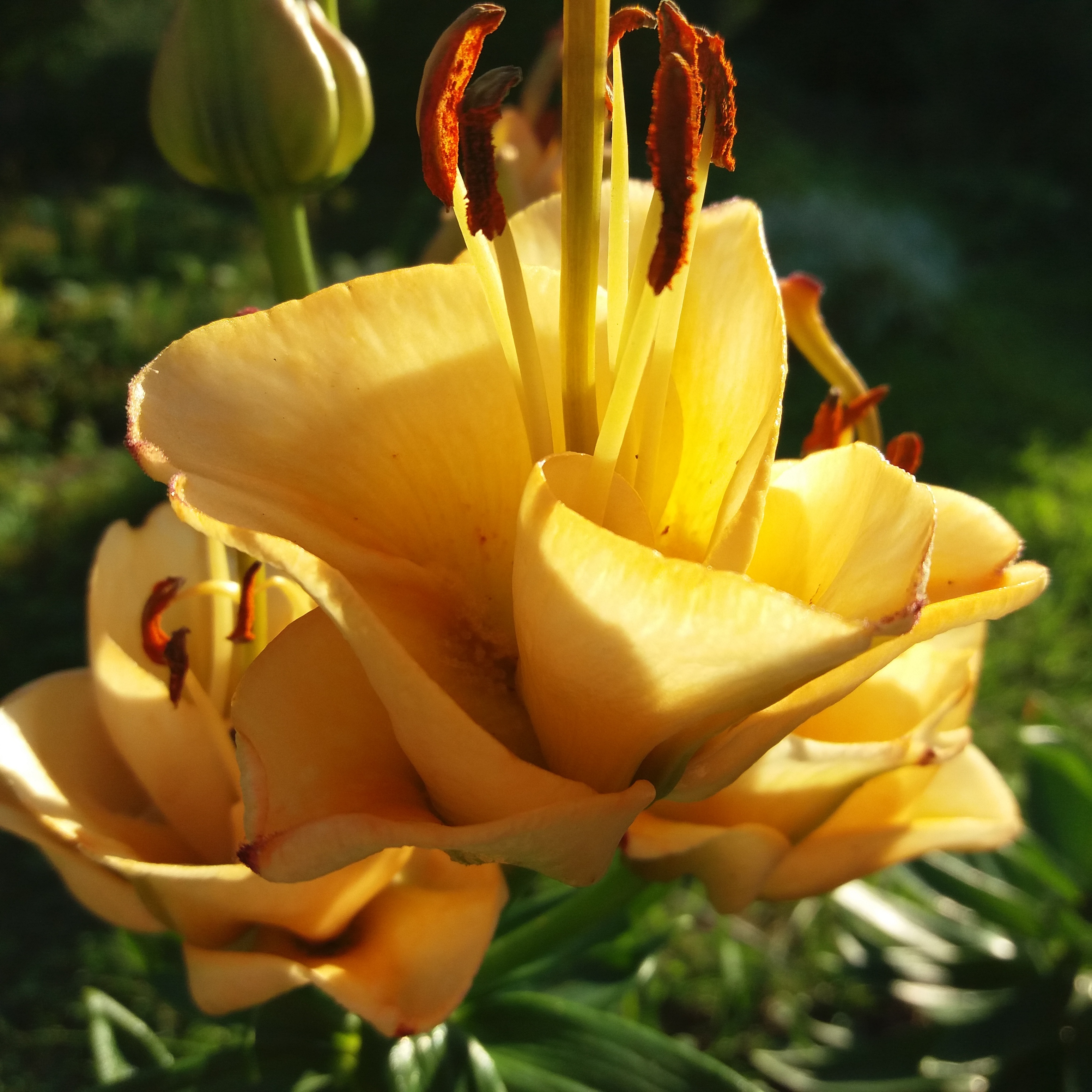 Лилия apricot fudge фото и описание