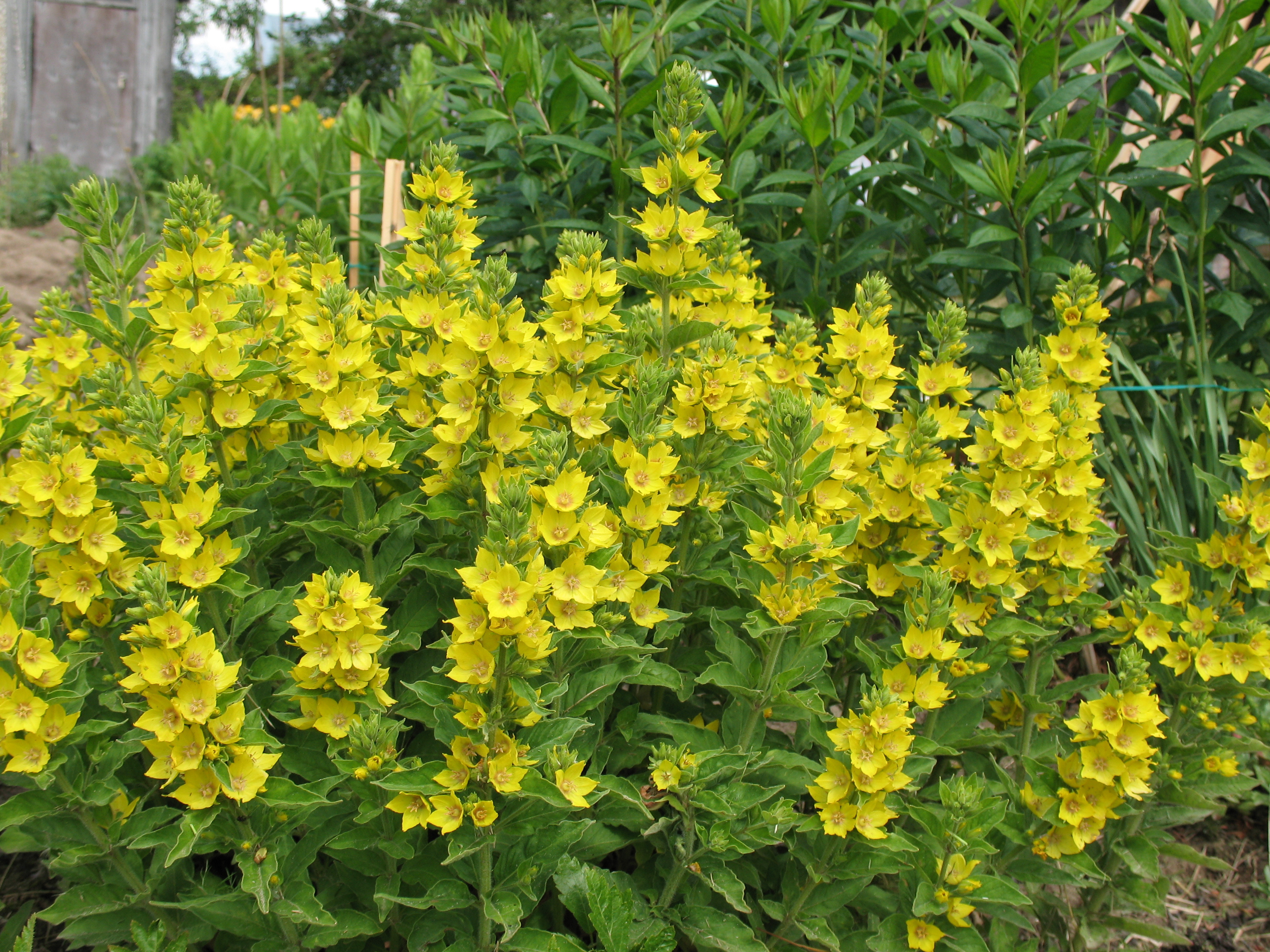 Вербейник. Вербейник точечный (Lysimachia punctata). Вербейник Златовласка. Вербейник кистецветный. Вербейник обыкновенный Lysimachia vulgaris.