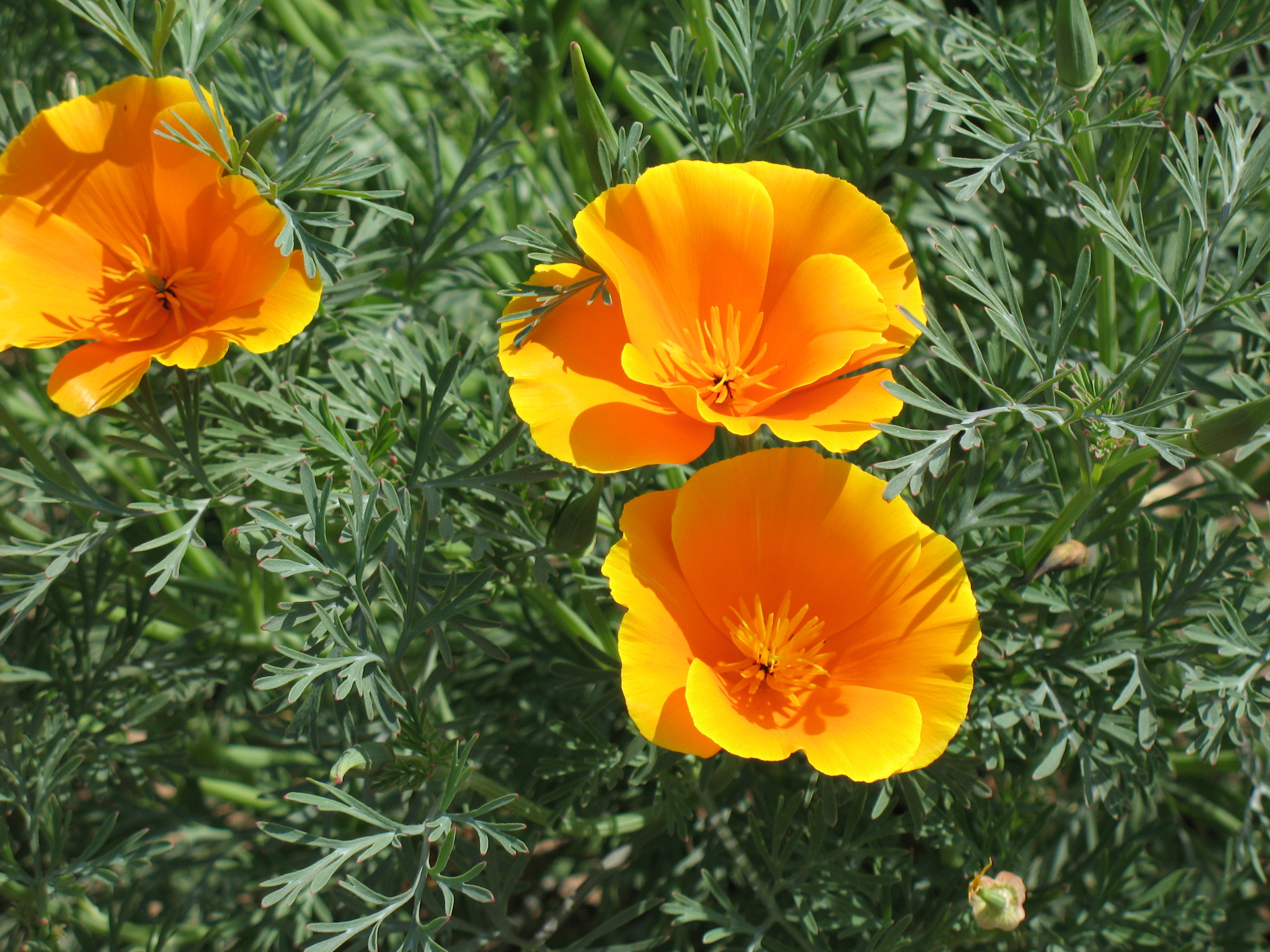 Эшшольция калифорнийская фото цветов на клумбе