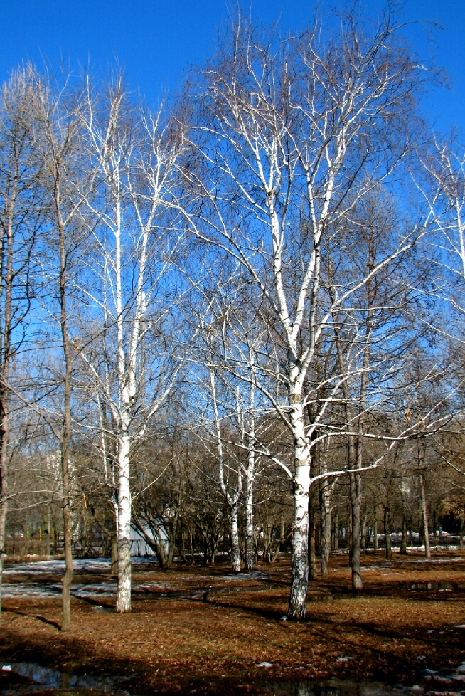 Дерево осина весной